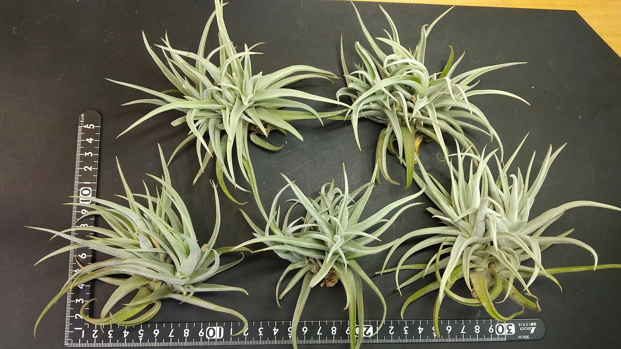チランジア入荷リスト3/16｜NatureGarden🌿神田
