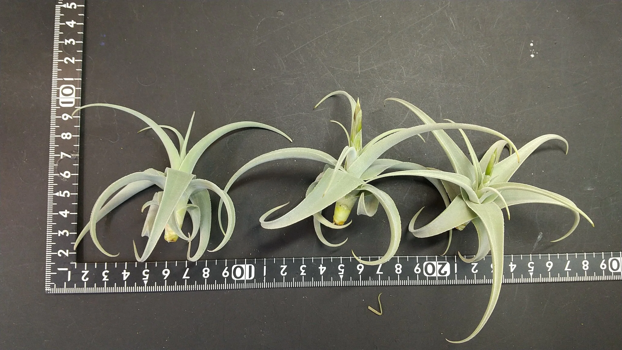 チランジア入荷リスト3/16｜NatureGarden🌿神田