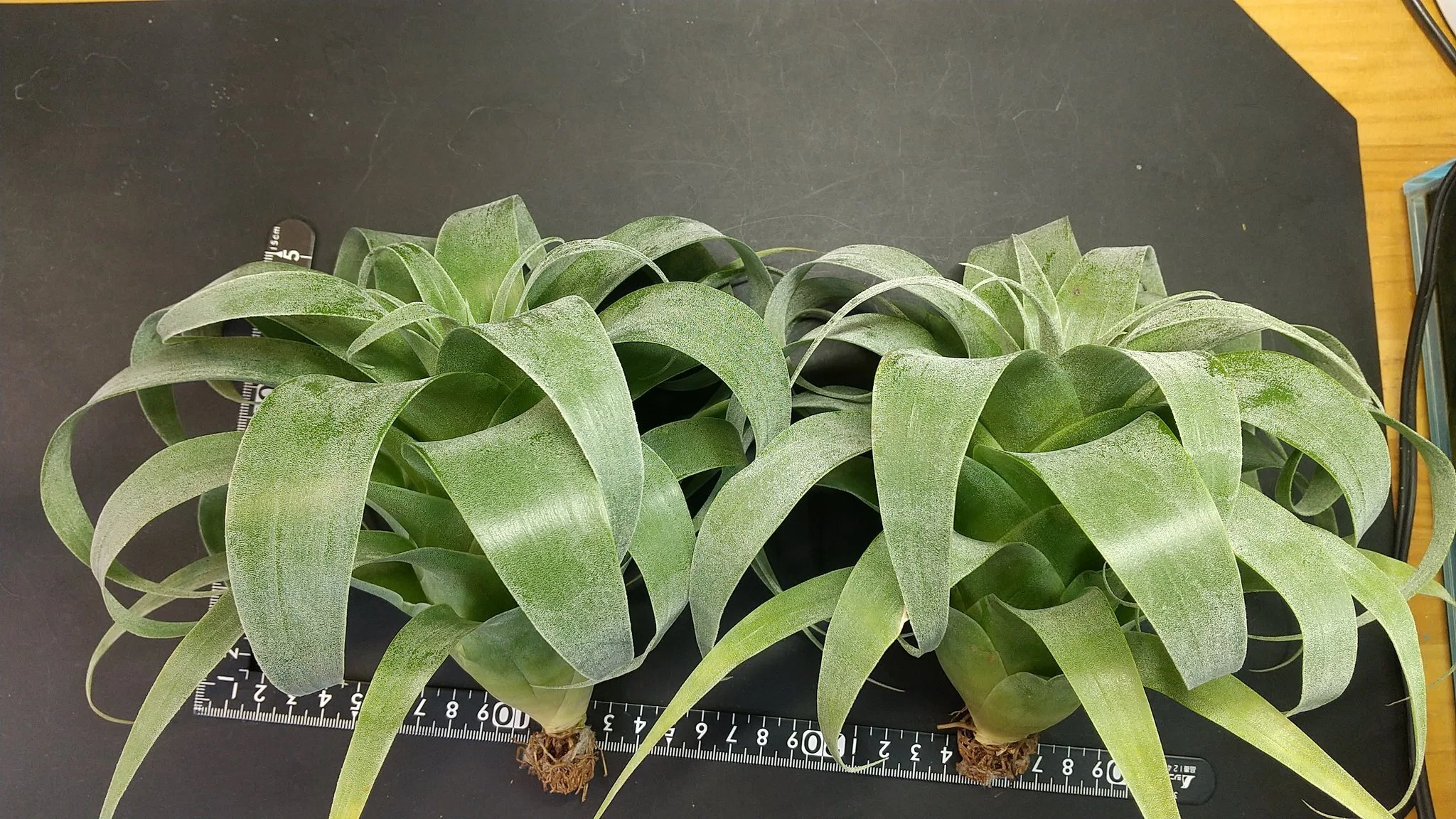 チランジア入荷リスト3/16｜NatureGarden🌿神田