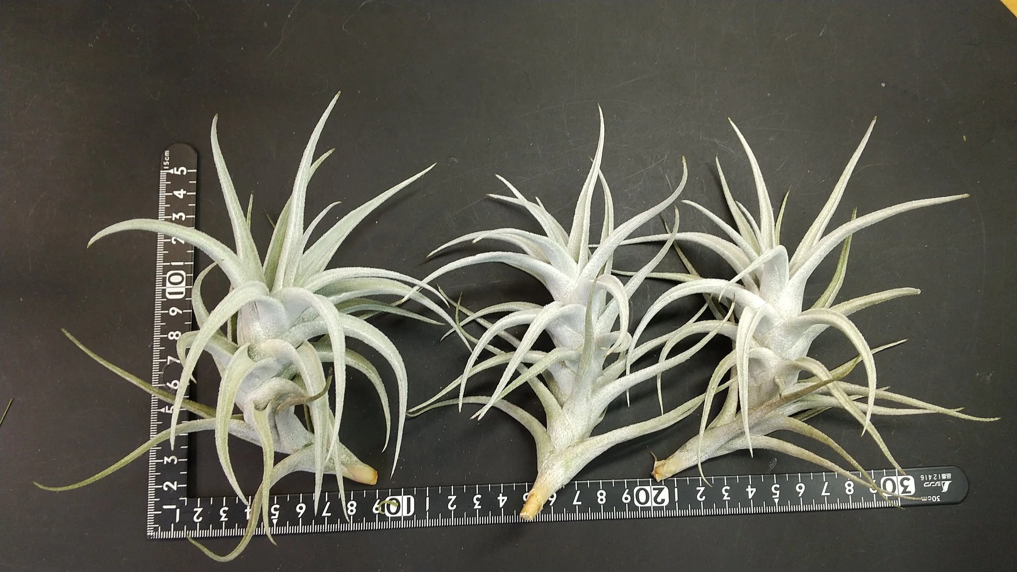 チランジア入荷リスト3/16｜NatureGarden🌿神田