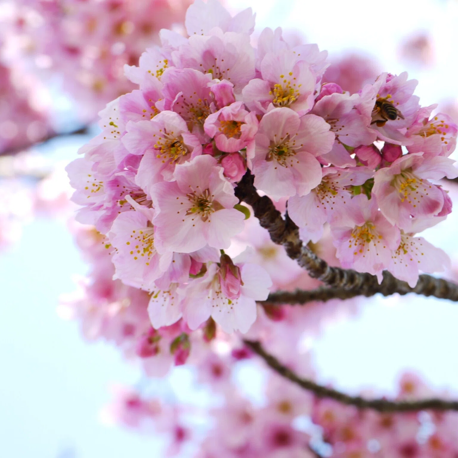 散歩写真 桜もパンも儚い｜sion