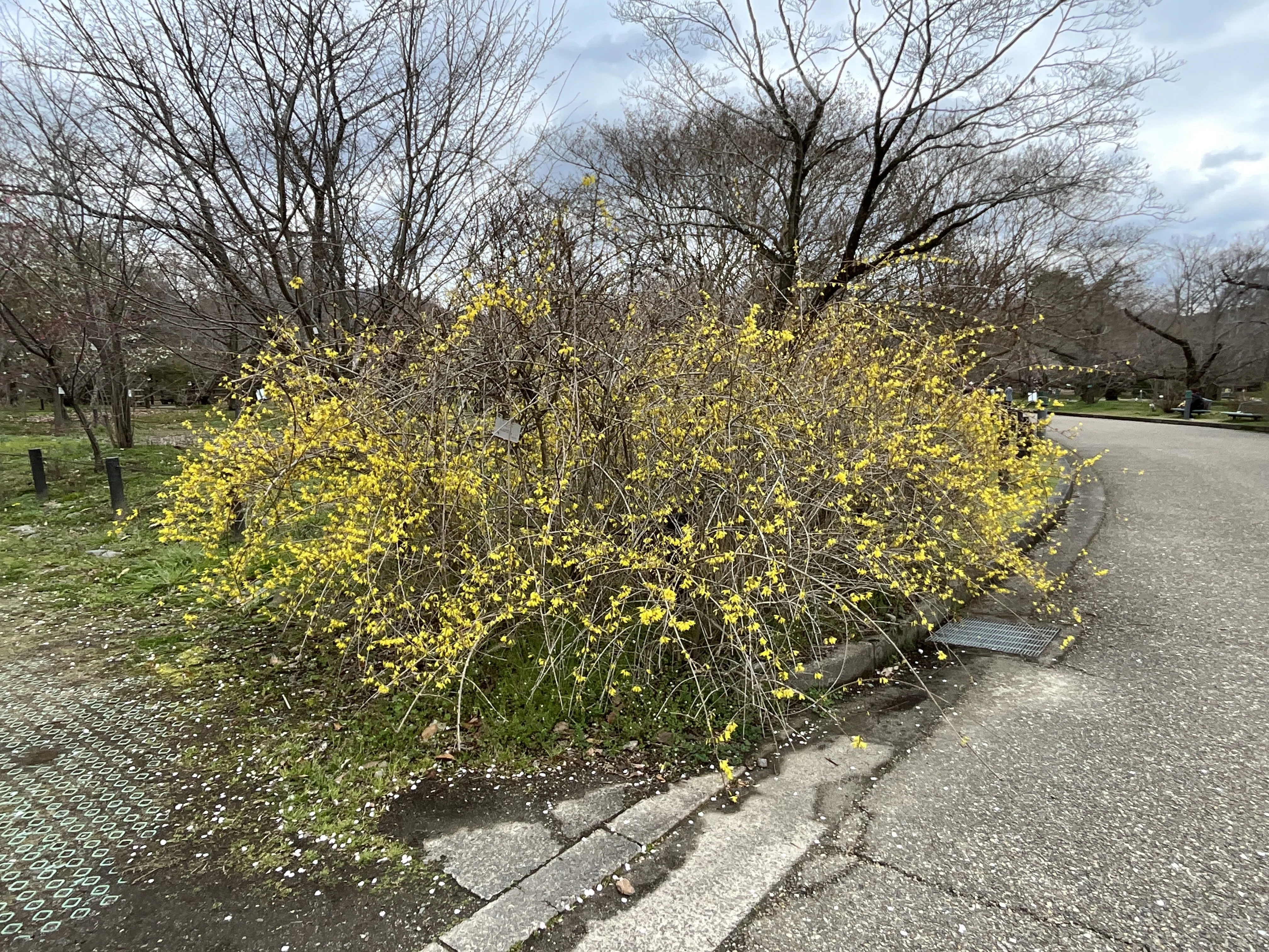 レンギョウとシナレンギョウ（京都府立植物園）：2026年3月25日（水