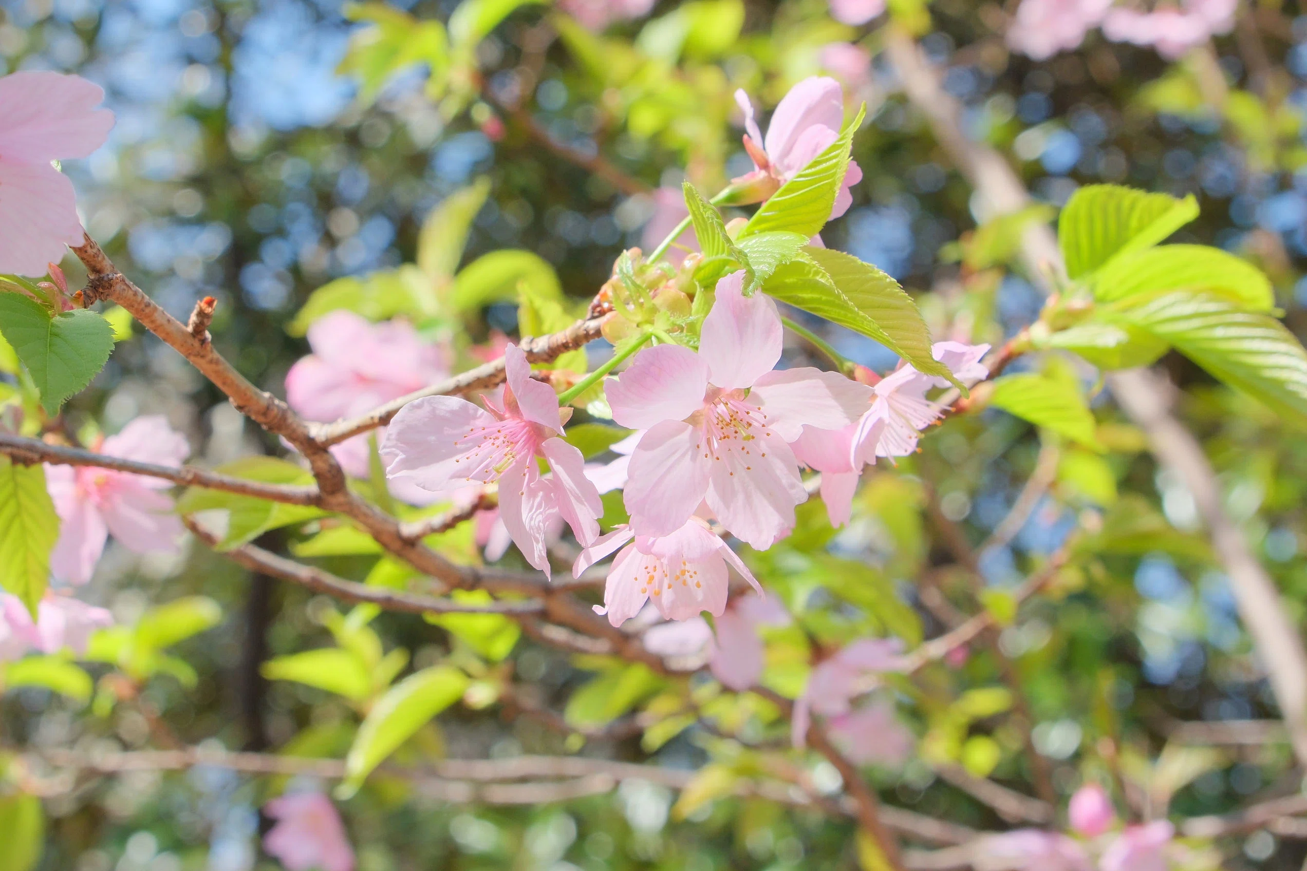 新宿御苑の桜 （X-T5 : Tamron 18-300mm F/3.5-6.3） ソメヨシは咲き