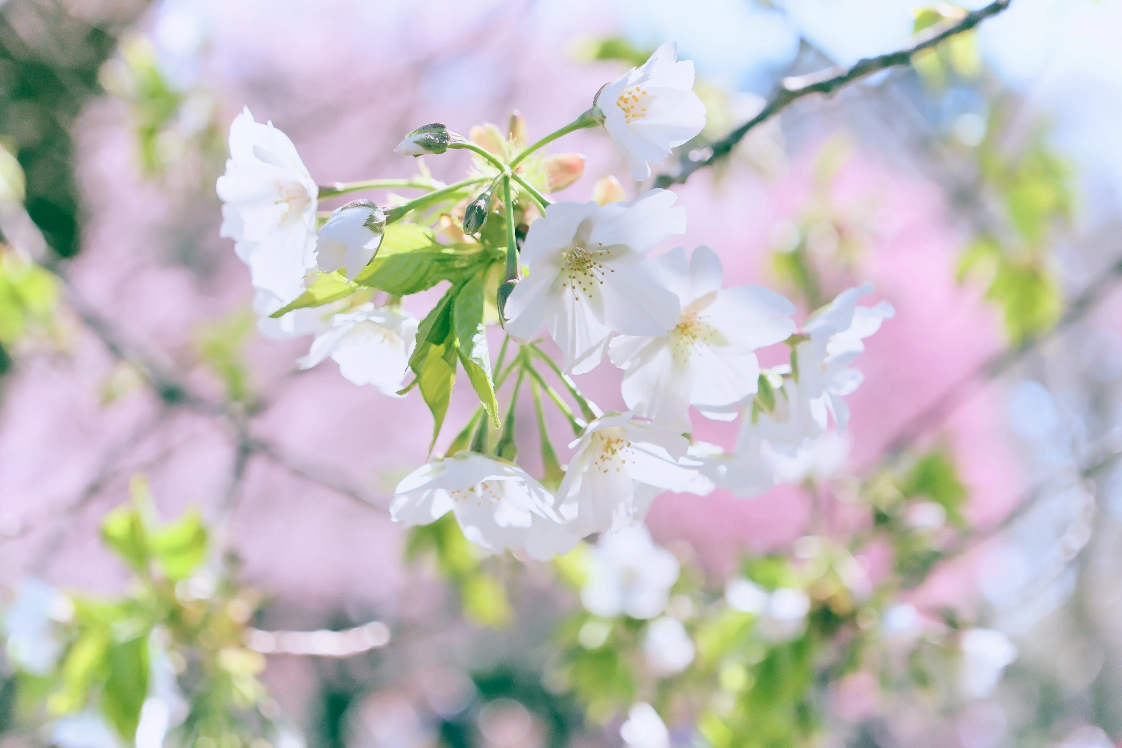 新宿御苑の桜 （X-T5 : Tamron 18-300mm F/3.5-6.3） ソメヨシは咲き