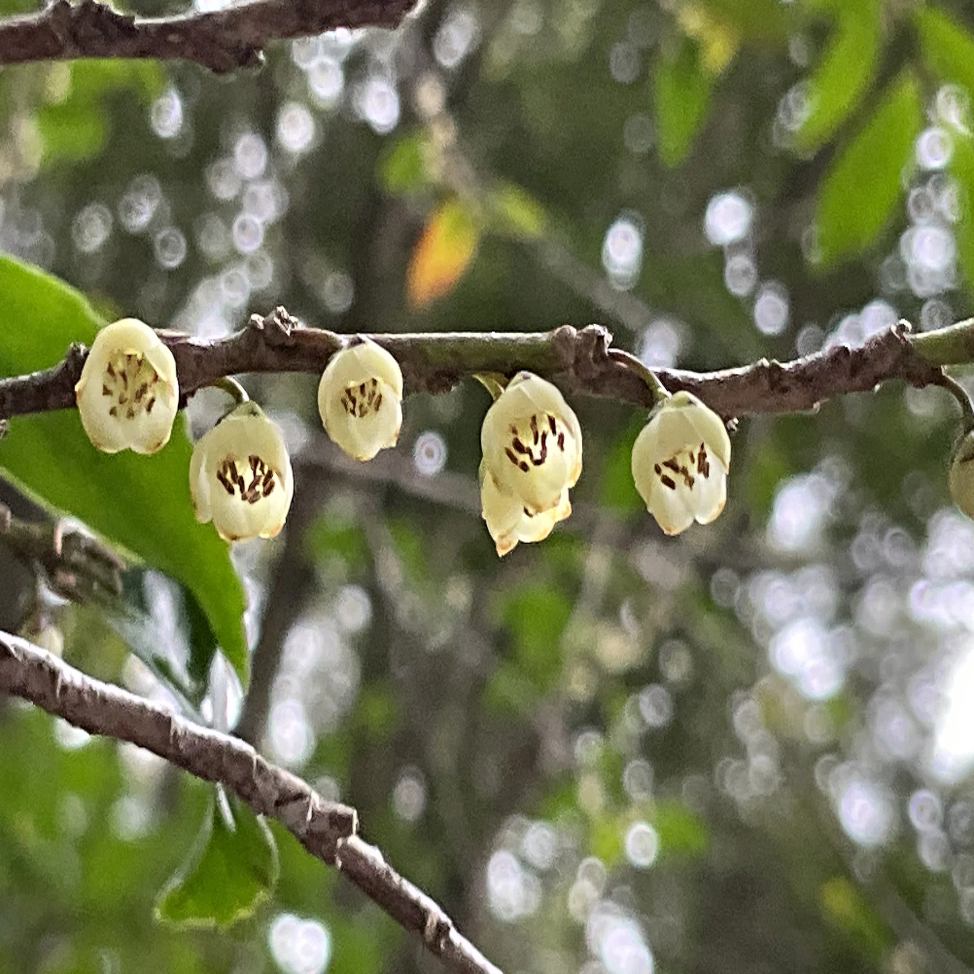 ヒサカキの開花（京都府立植物園）：2026年3月23日（月）｜藤井秀昭 