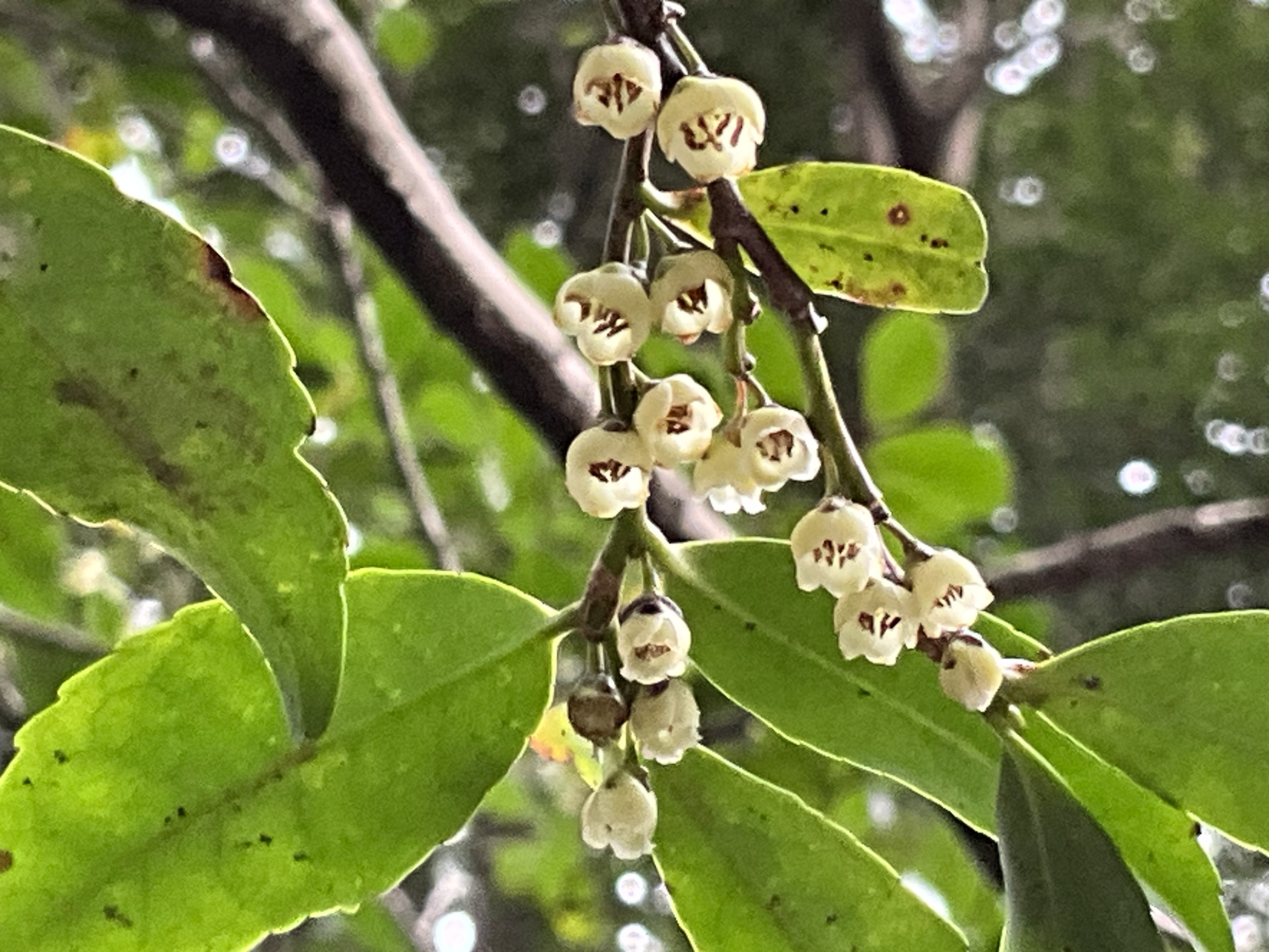 60 天然山採り　ヒサカキ ヒサカキの開花（京都府立植物園）：2026年3月23日（月）｜藤井秀昭