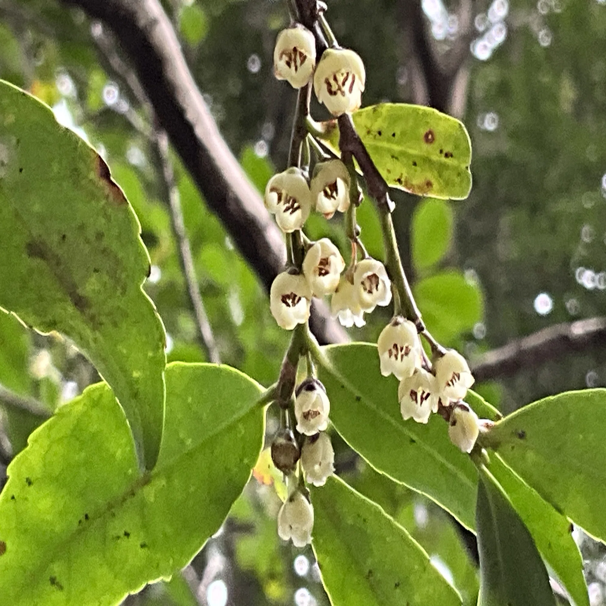 ヒサカキの開花（京都府立植物園）：2026年3月23日（月）｜藤井秀昭 