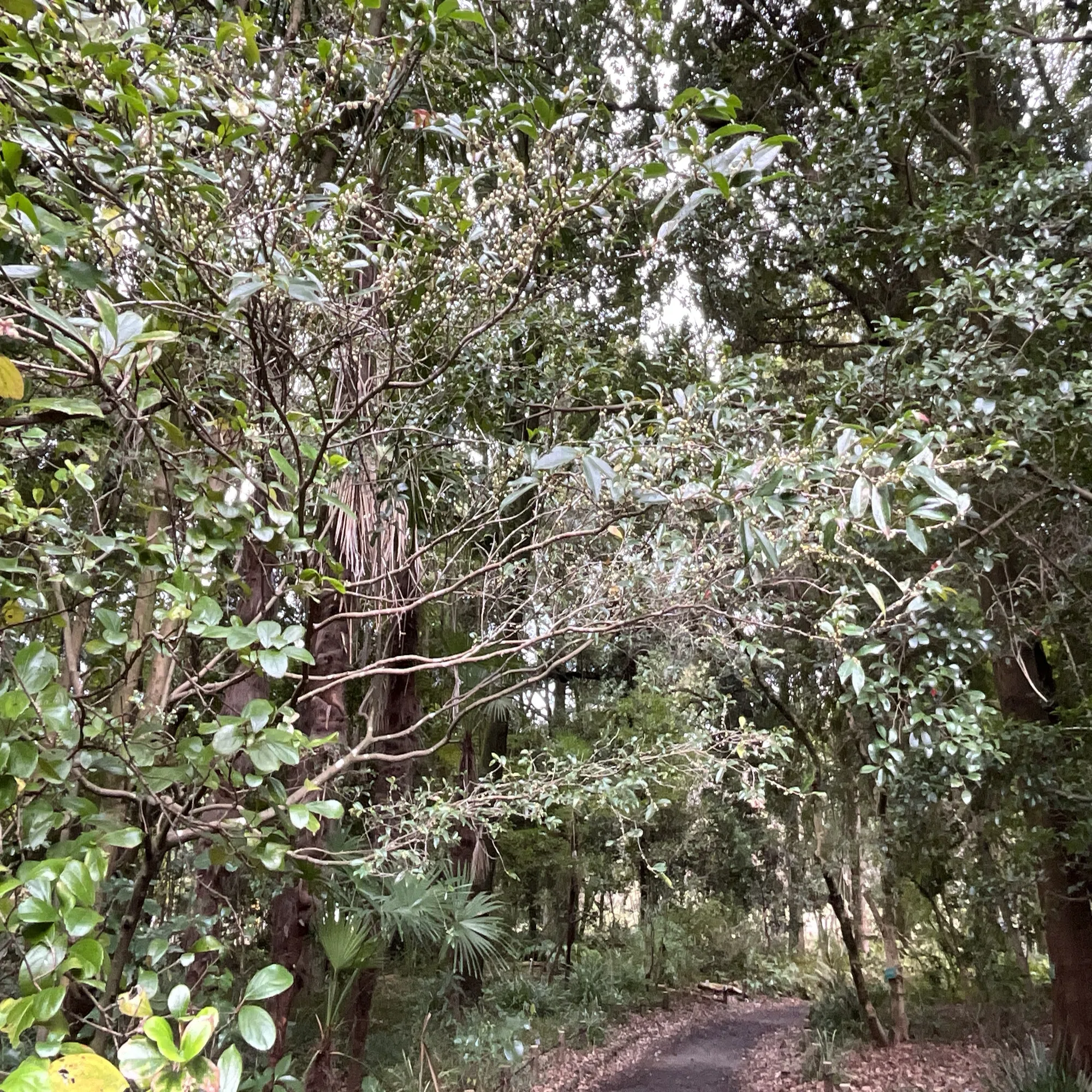 ヒサカキの開花（京都府立植物園）：2026年3月23日（月）｜藤井秀昭 