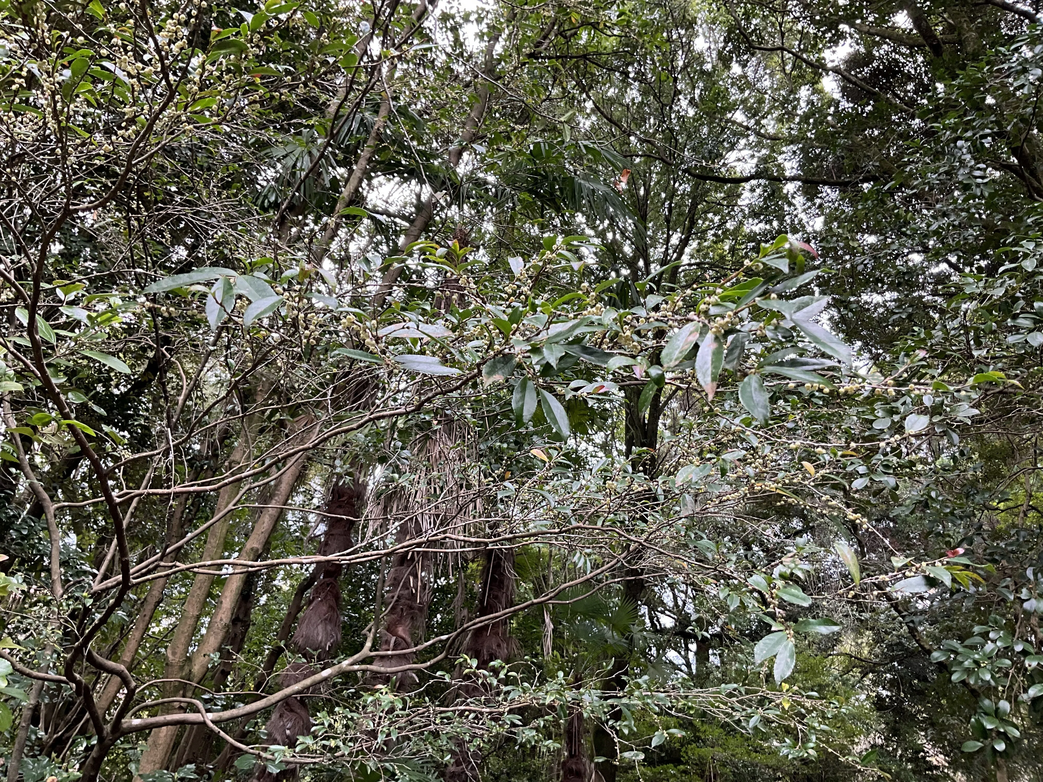 ヒサカキの開花（京都府立植物園）：2026年3月23日（月）｜藤井秀昭