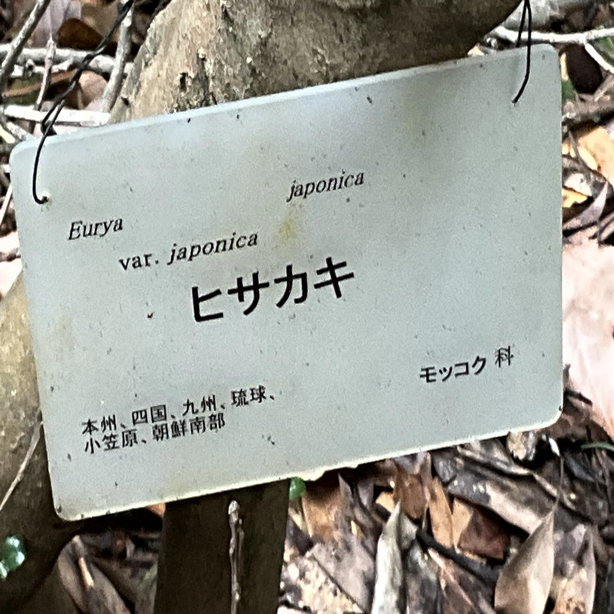 ヒサカキの開花（京都府立植物園）：2026年3月23日（月）｜藤井秀昭 