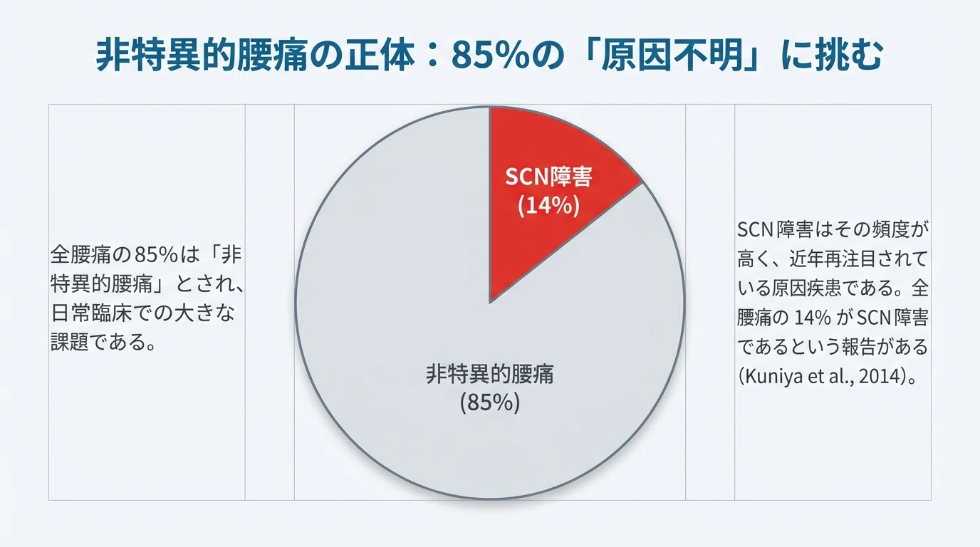 上殿皮神経障害レビュー｜理学療法士 わっくん24