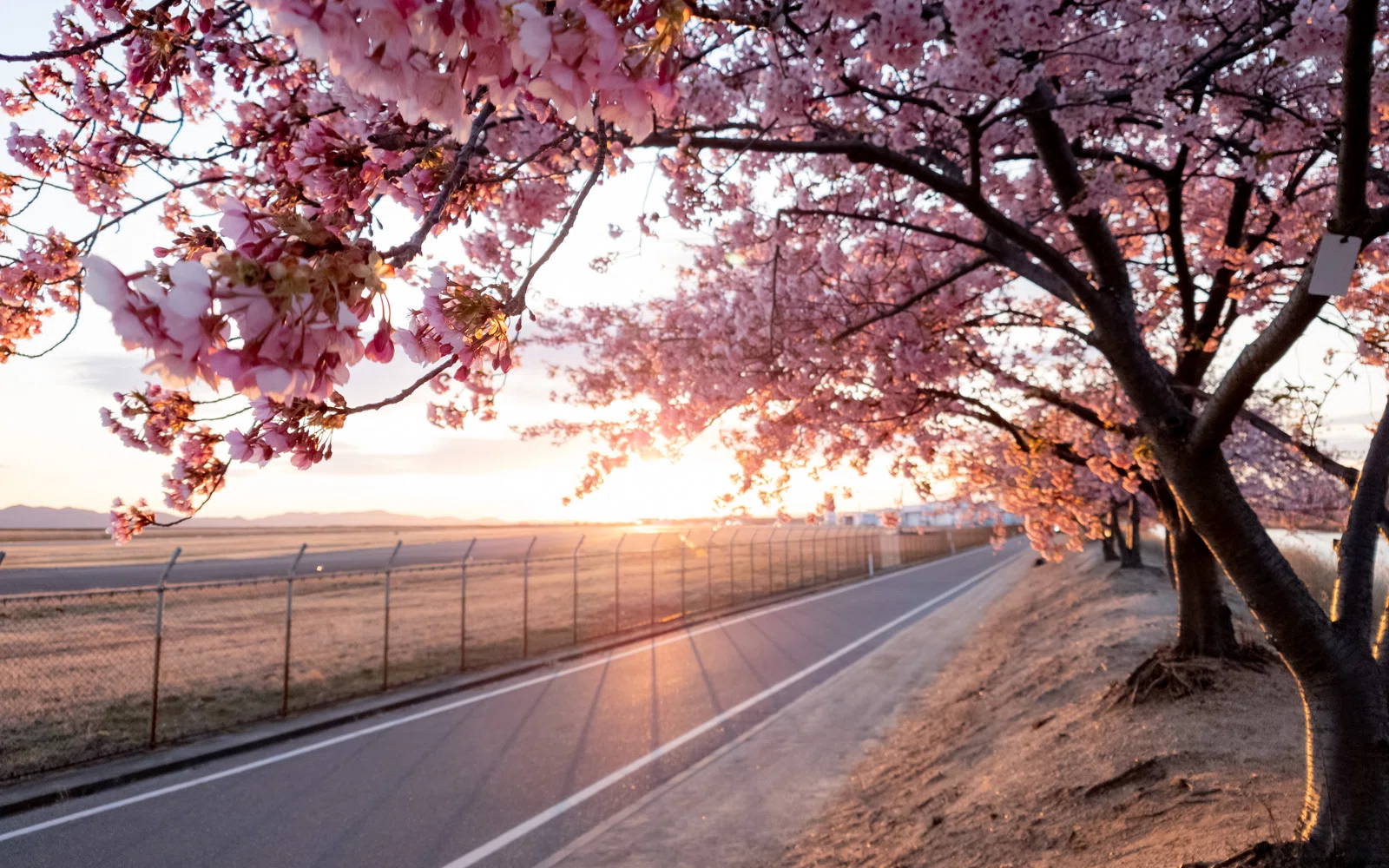 桜はやさしく咲くくせに、撮る側にはやたら厳しい。（児島湖花回廊 篇