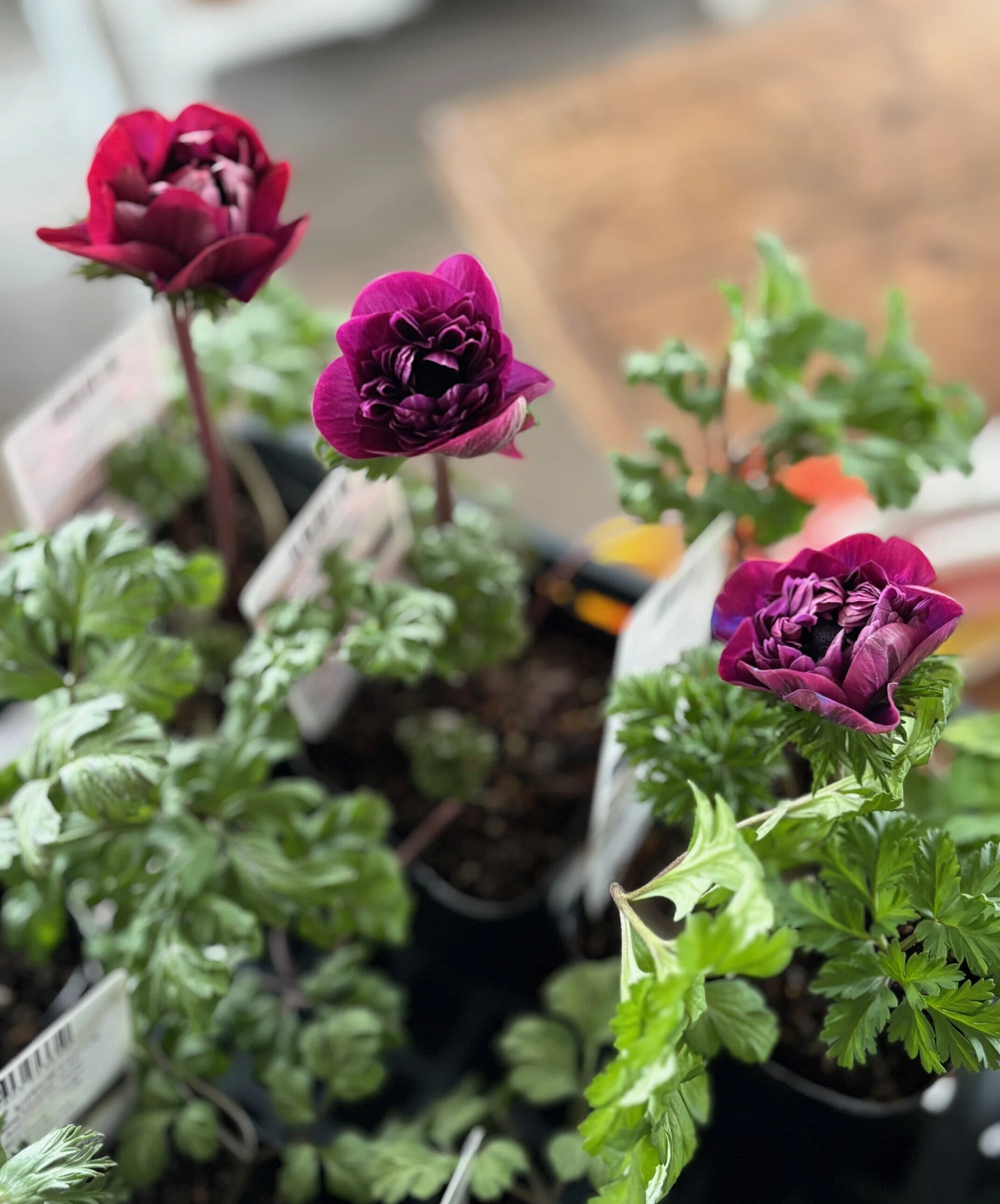 Anemone Levante is too cute｜sola og planta 作業日誌