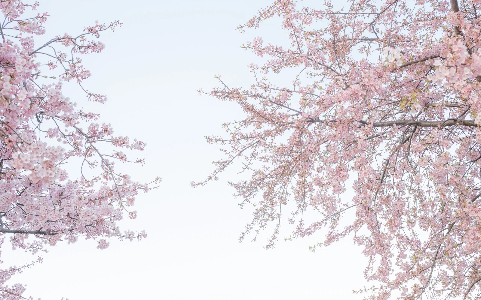 桜咲く様 秋なのに】上天草市で季節外れのサクラ咲く…ソメイヨシノ?夏の猛暑で葉