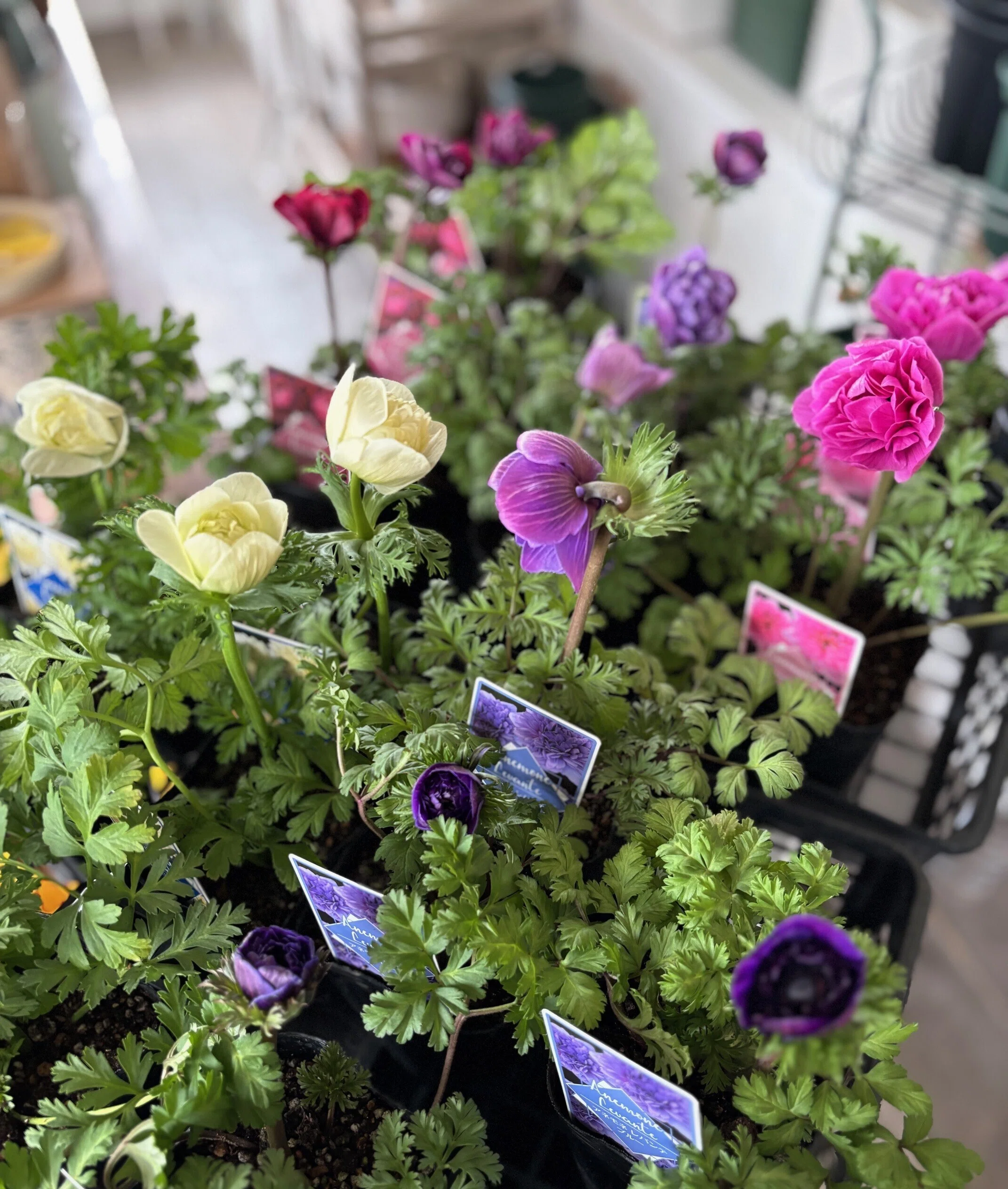 Anemone Levante is too cute｜sola og planta 作業日誌