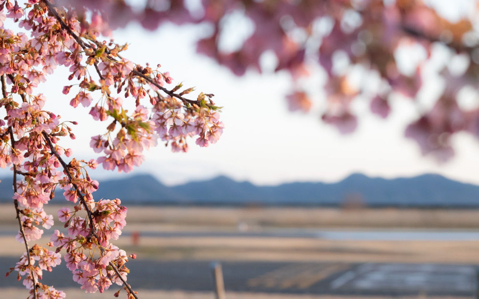桜はやさしく咲くくせに、撮る側にはやたら厳しい。（児島湖花回廊 篇