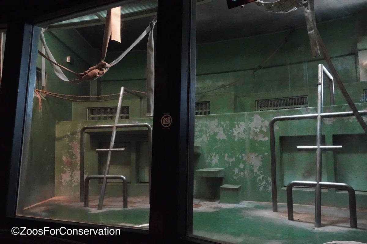 Chimp Room Chiba Zoo 202603|Zoos For Conservation