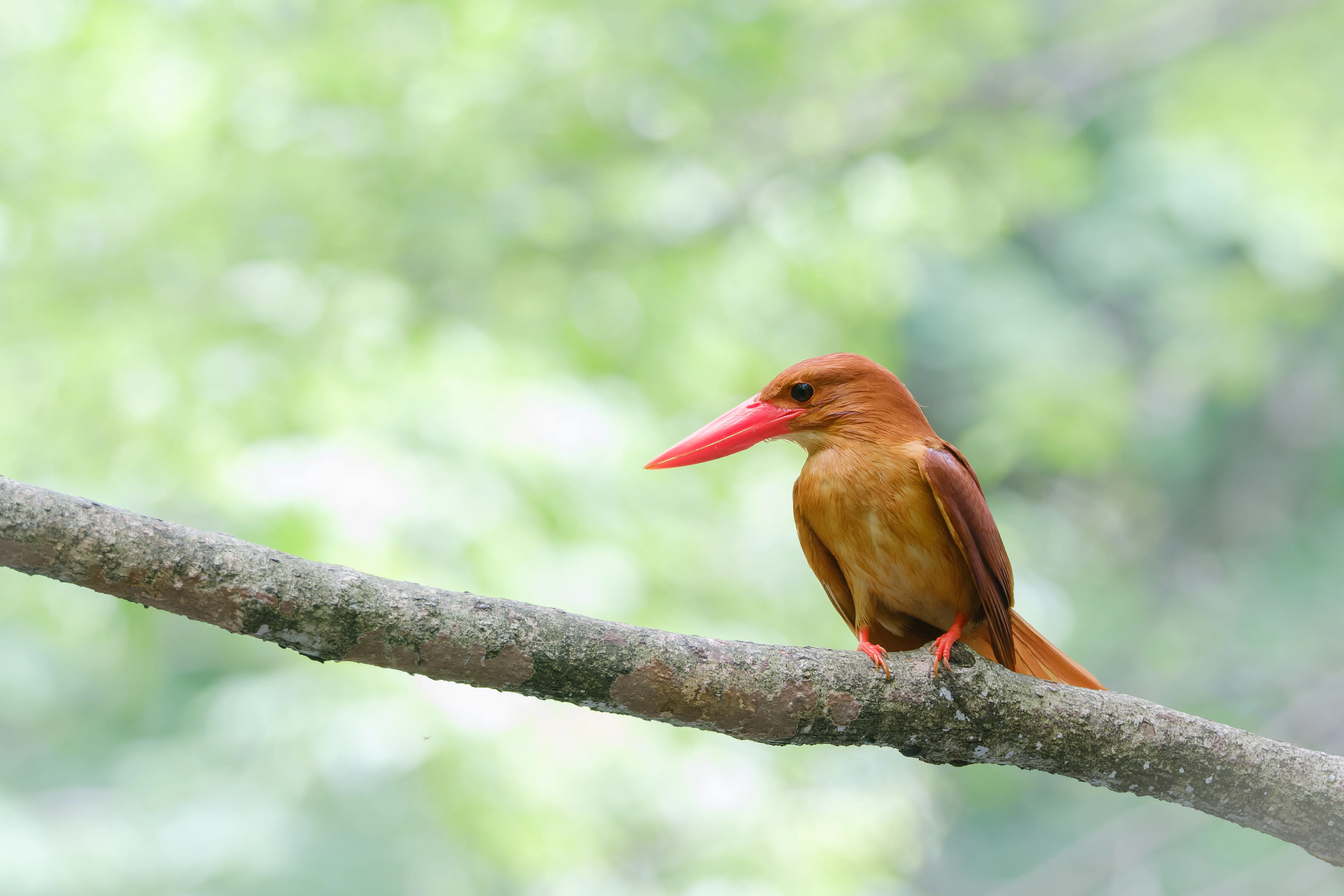 FUJIFILMで野鳥撮っています｜Takさん