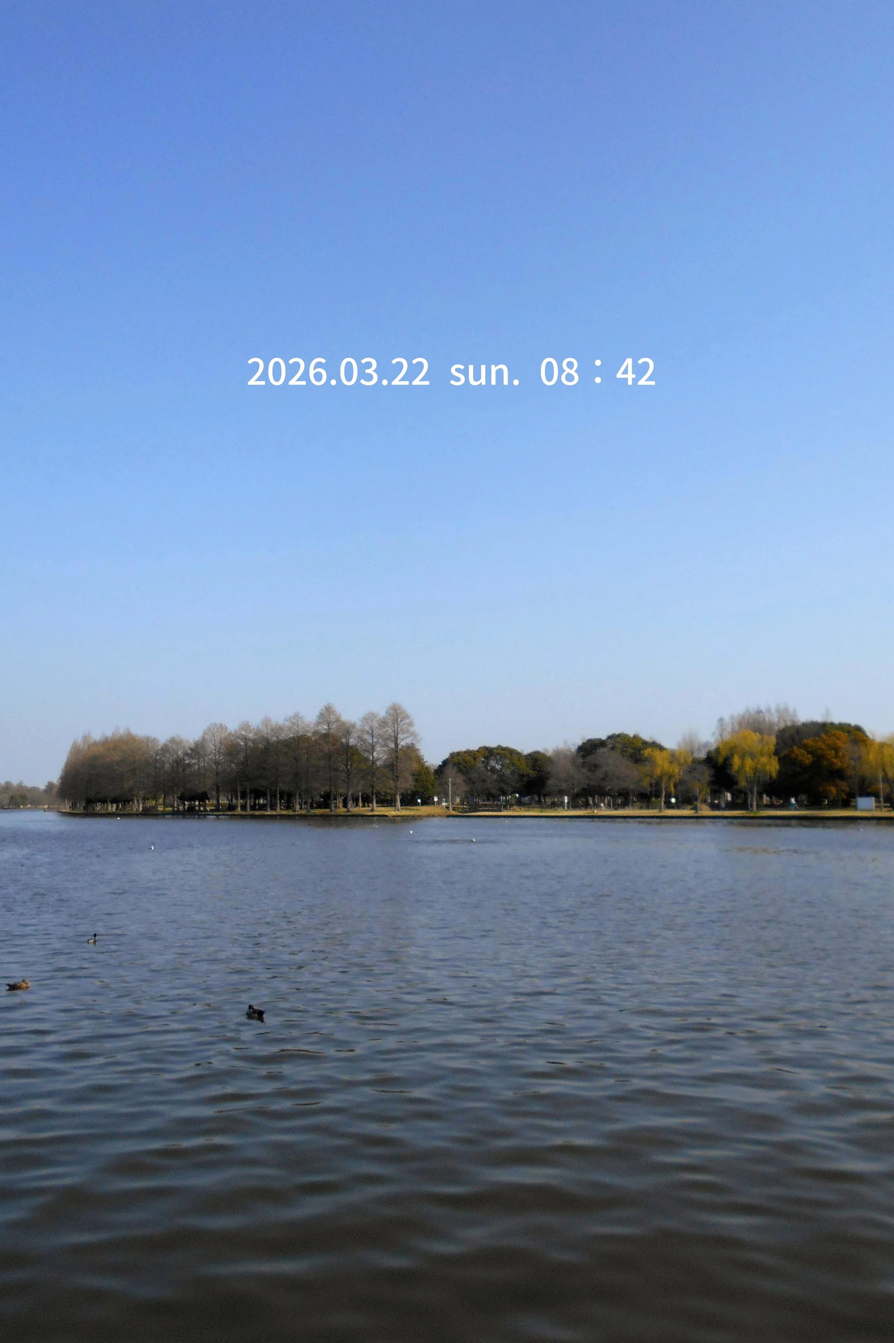 野鳥たちのいる風景。 2026.03.22 sun. 東京都葛飾区ほか−前編。｜michio