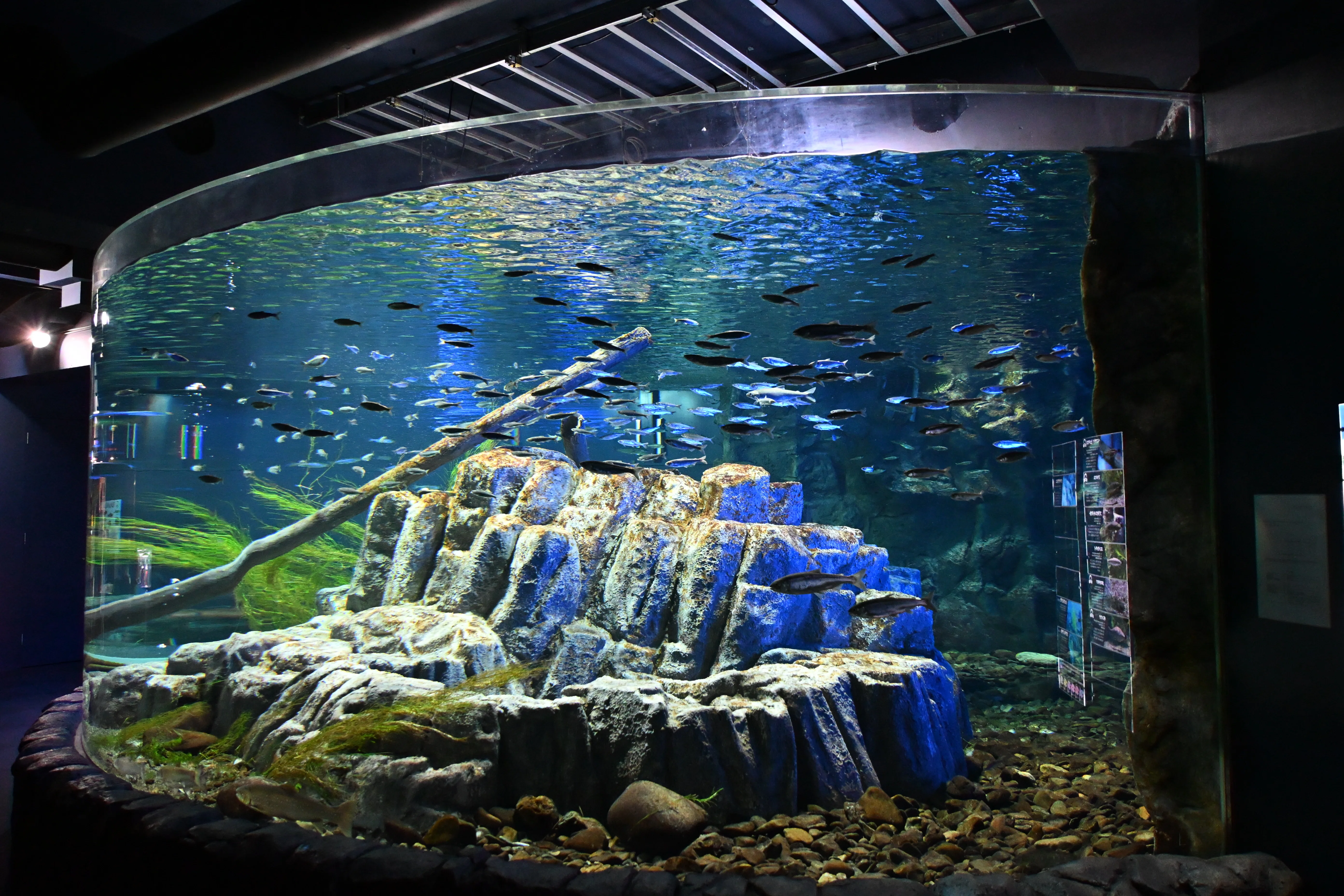 20260320_サケのふるさと 千歳水族館【Nikon Z50IIと水族館】｜山ネズミ