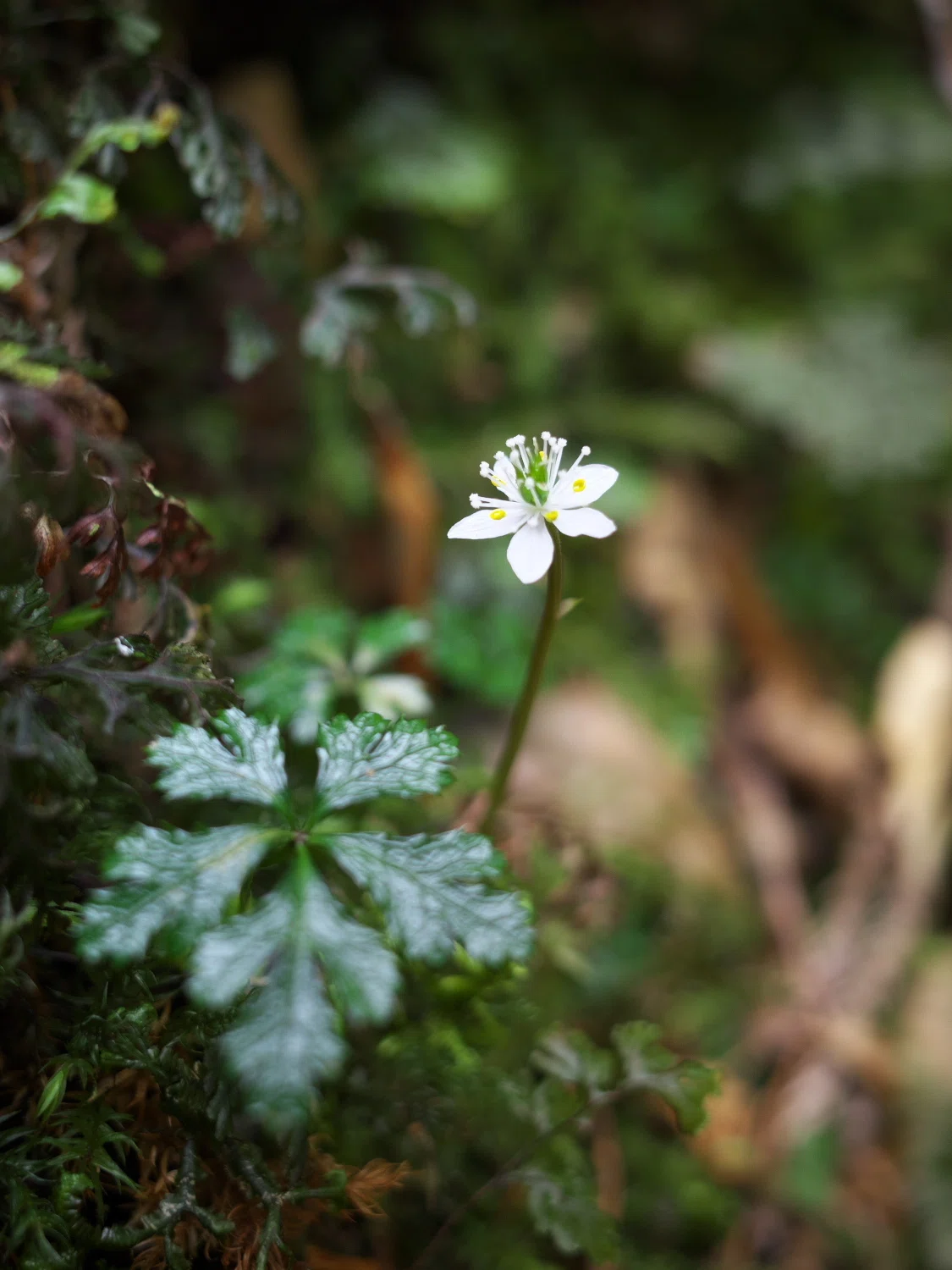 A selection of photos taken in Yakushima from early to mid-March ...