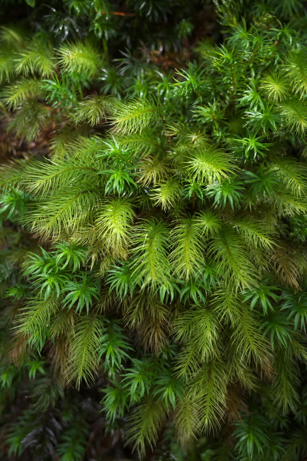 A selection of photos taken in Yakushima from early to mid-March ...