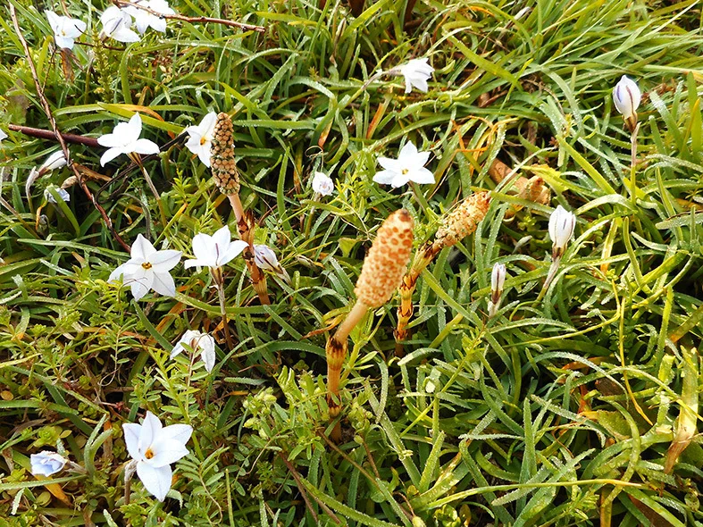 苺の花が咲いた。｜mikaTao