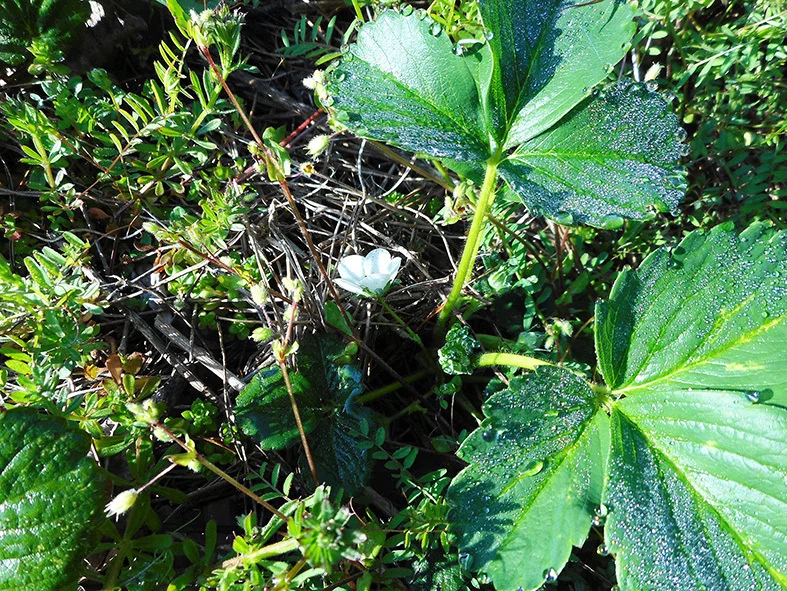 苺の花が咲いた。｜mikaTao