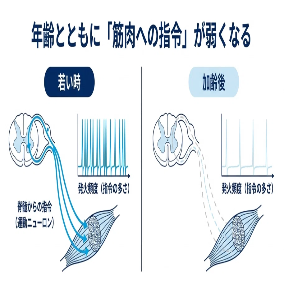 エイジング・ボディ 老化と神経筋機能障害 神経筋接合部の老化。この1枚の模式図を見よ！｜Super Human | 理学