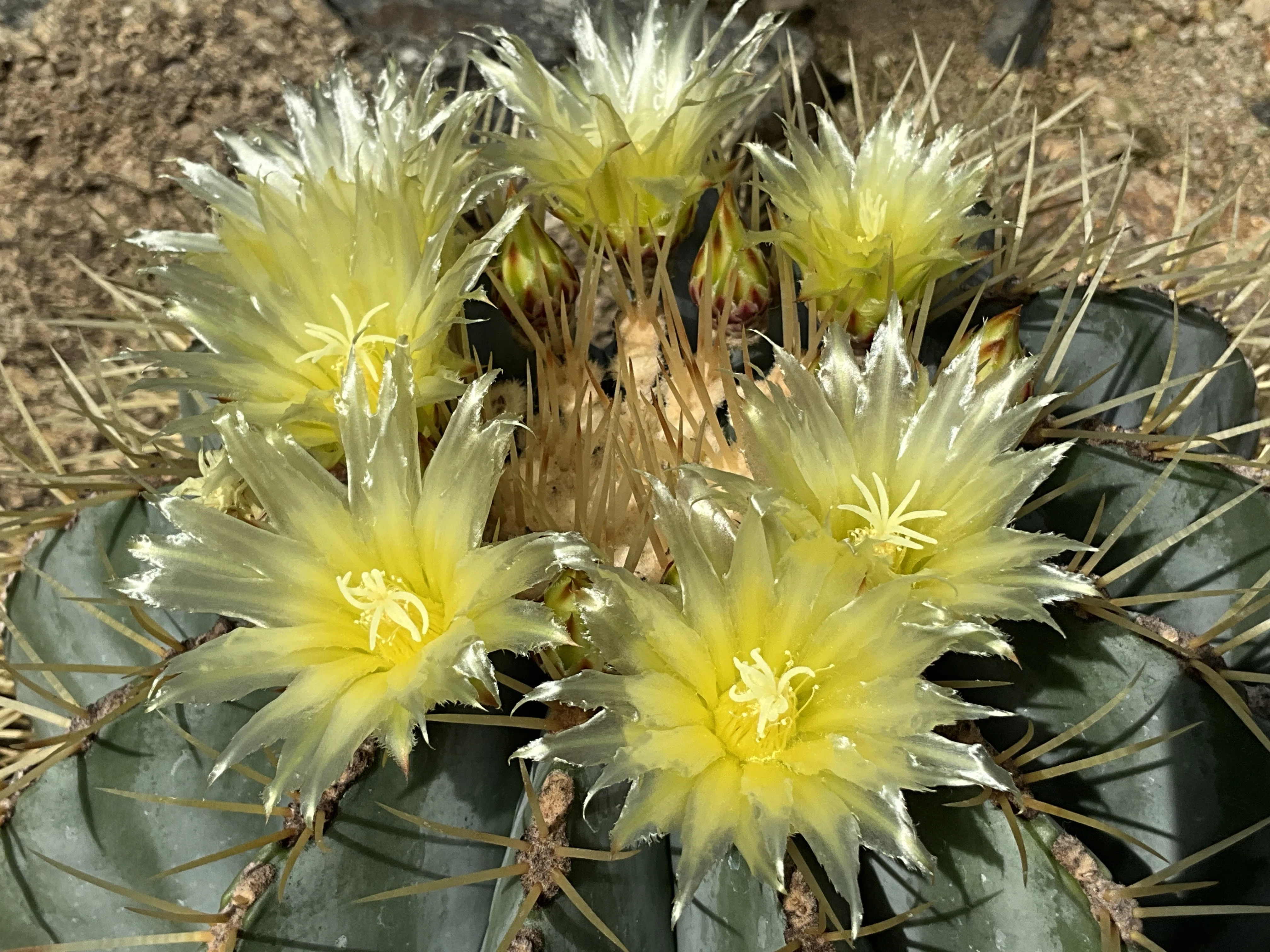 王冠竜（京都府立植物園）：2026年3月24日（火）｜藤井秀昭（『京都