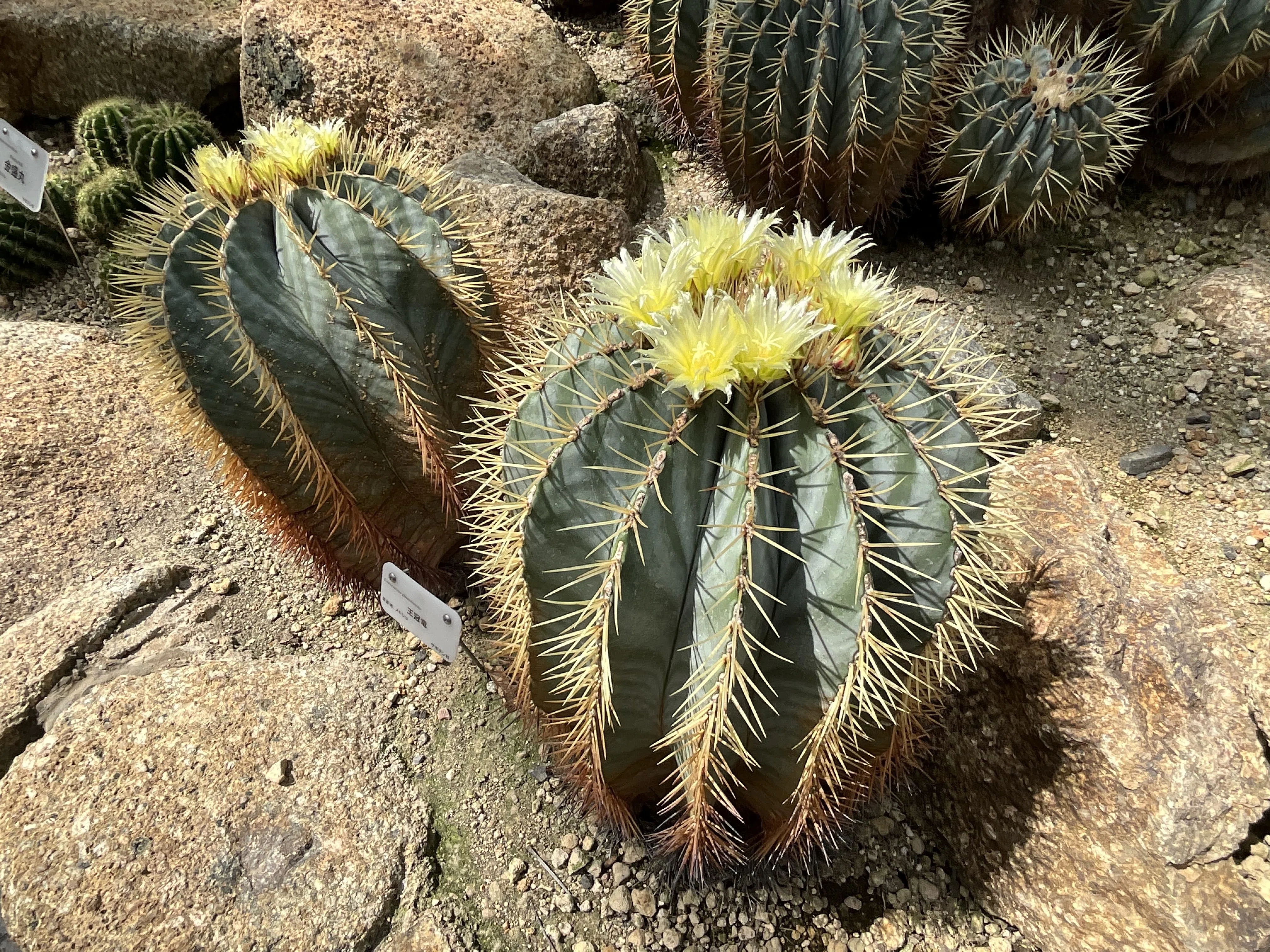 王冠竜（京都府立植物園）：2026年3月24日（火）｜藤井秀昭（『京都