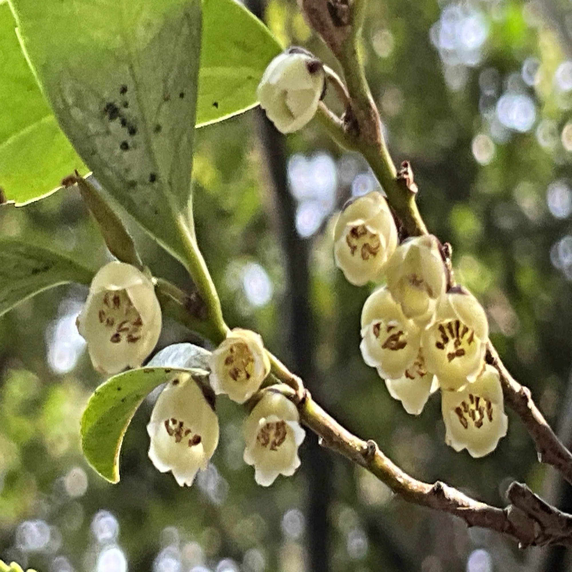 ヒサカキの開花（京都府立植物園）：2026年3月23日（月）｜藤井秀昭 