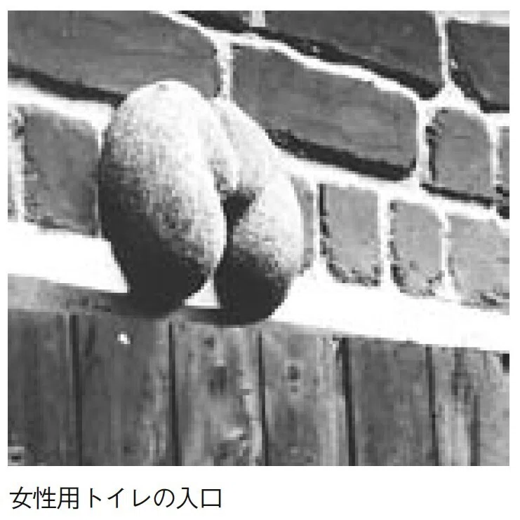 植物屋のこぼれ話（続編）その19フタゴヤシ バルメラヤシ by立花吉茂
