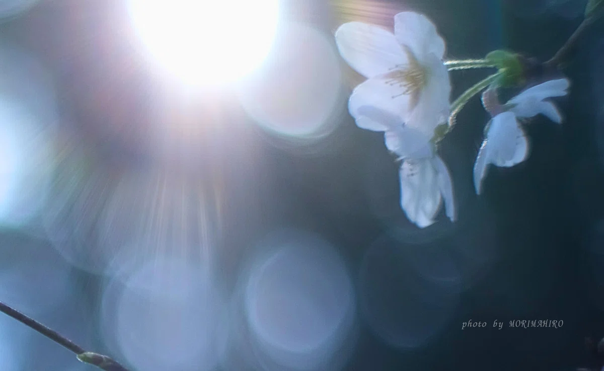 逆光の桜の花