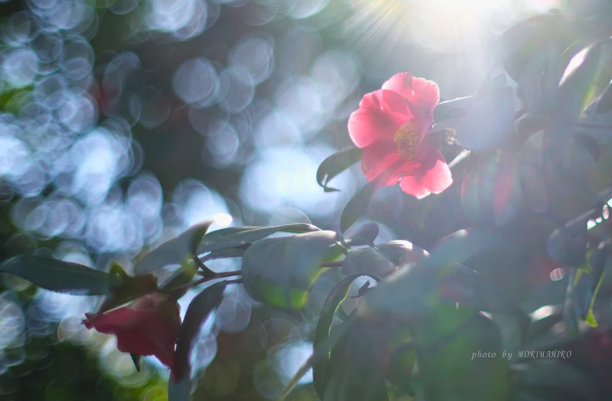 逆光の椿の花
