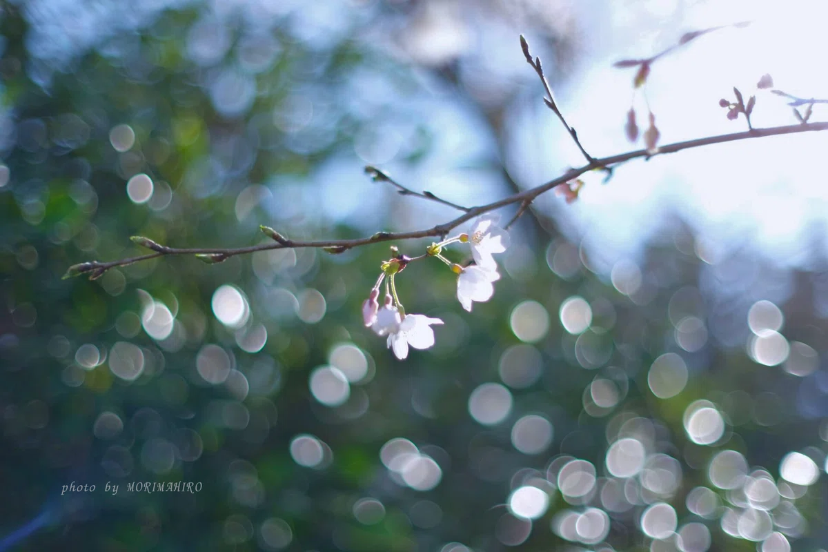 咲き始めの桜