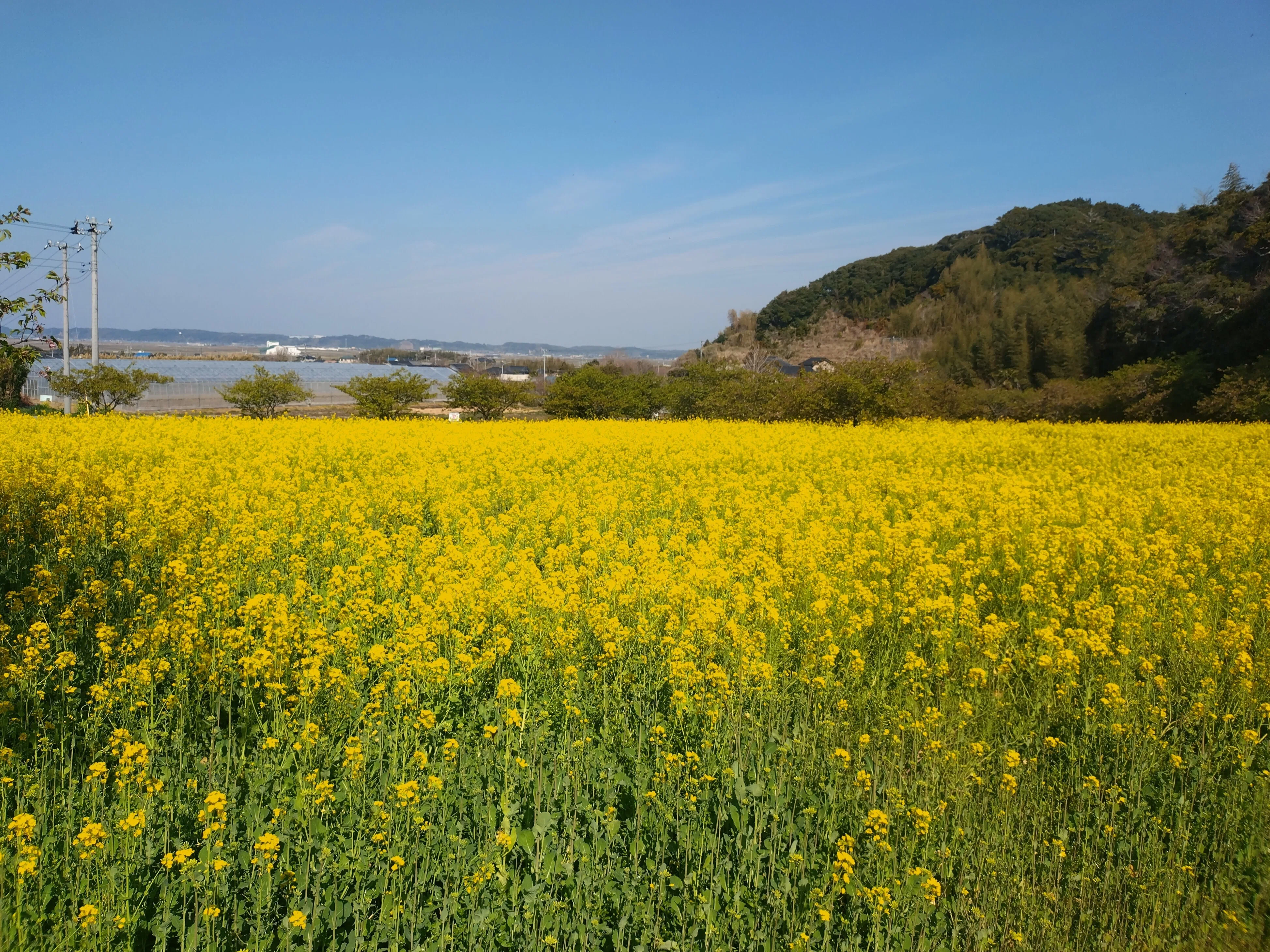 菜花 旭市 岩井の堰・蛇園出清水の斜面植生： 菜の花が満開｜きみたろう
