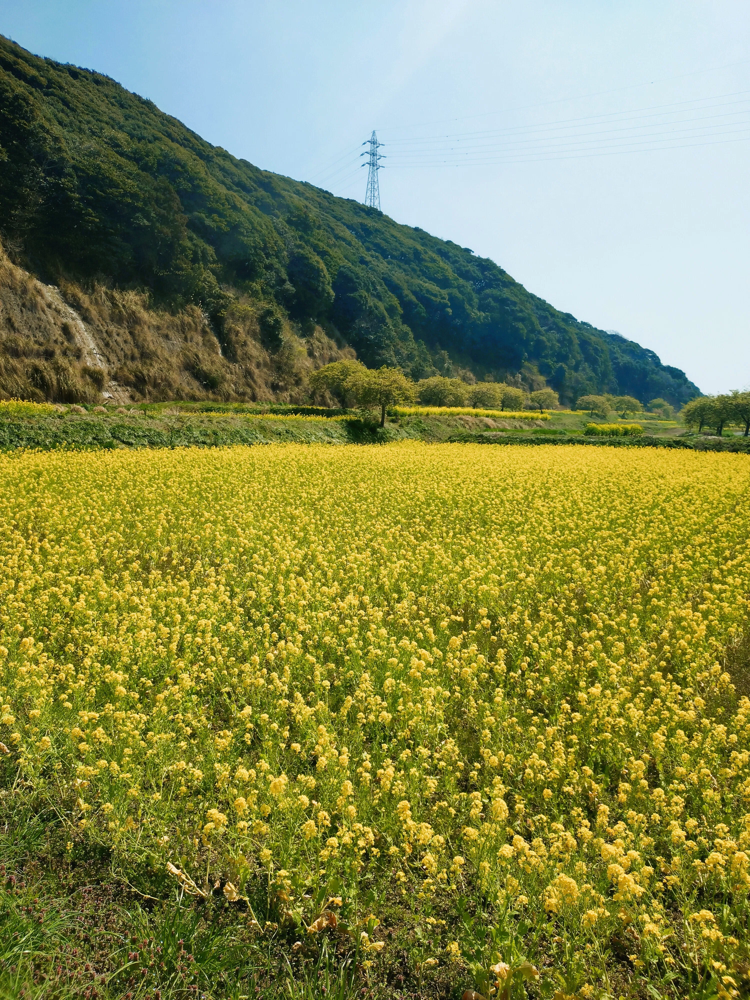菜の花 旭市 岩井の堰・蛇園出清水の斜面植生： 菜の花が満開｜きみたろう