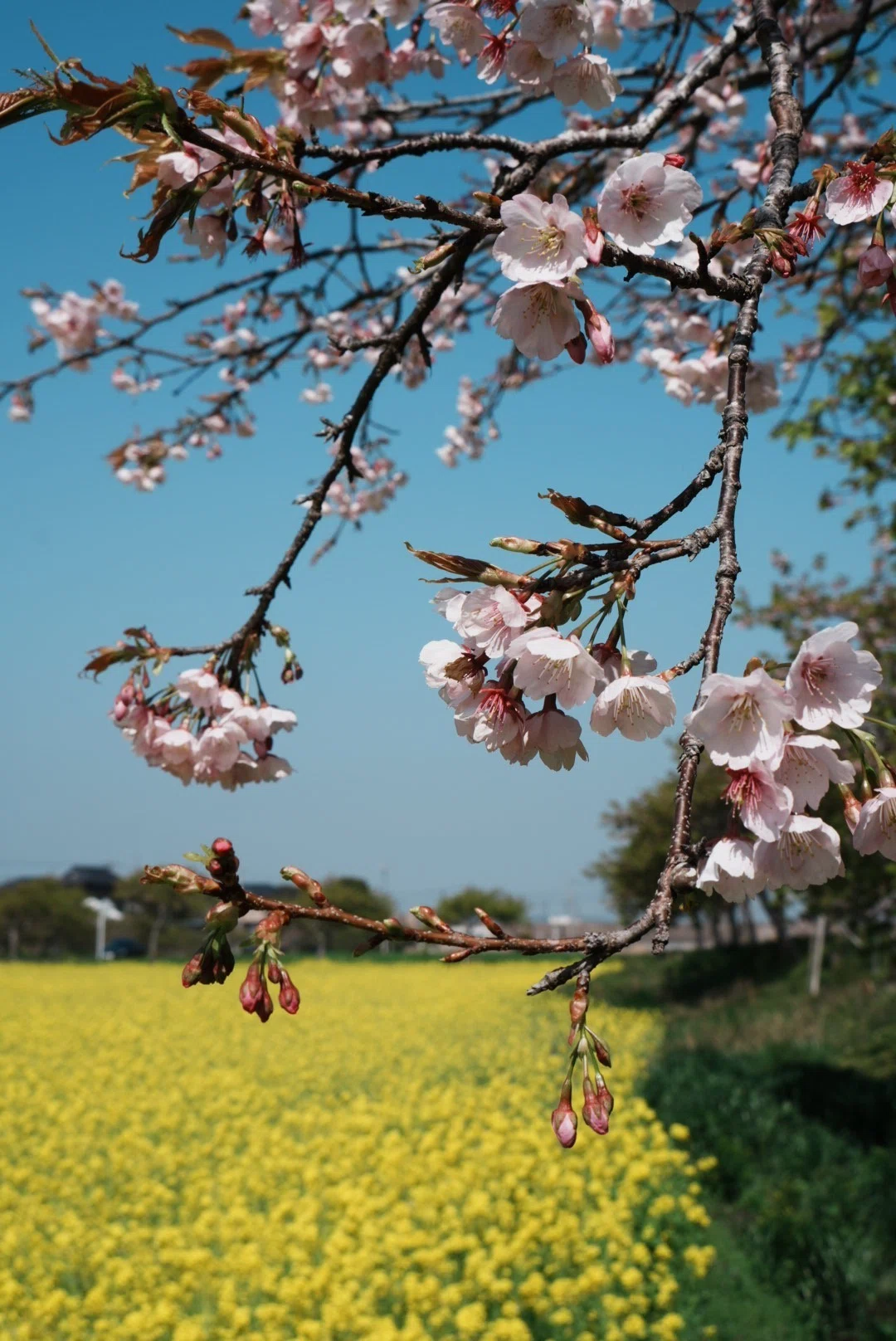 旭市 岩井の堰・蛇園出清水の斜面植生： 菜の花が満開｜きみたろう