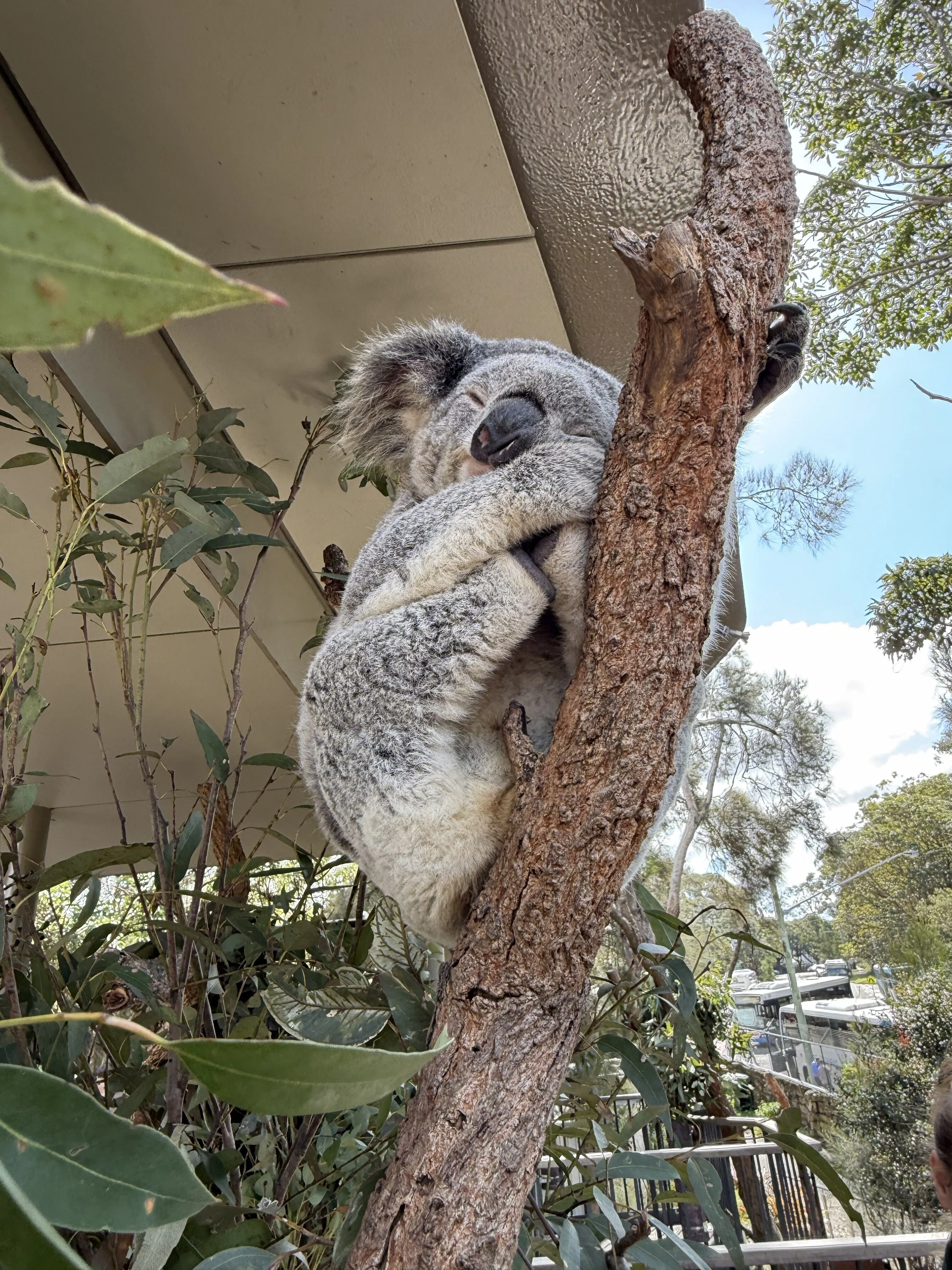 コアラ シドニー｜かわいすぎるコアラと過ごす、しあわせな1日🐨🌞Day2｜Kao.