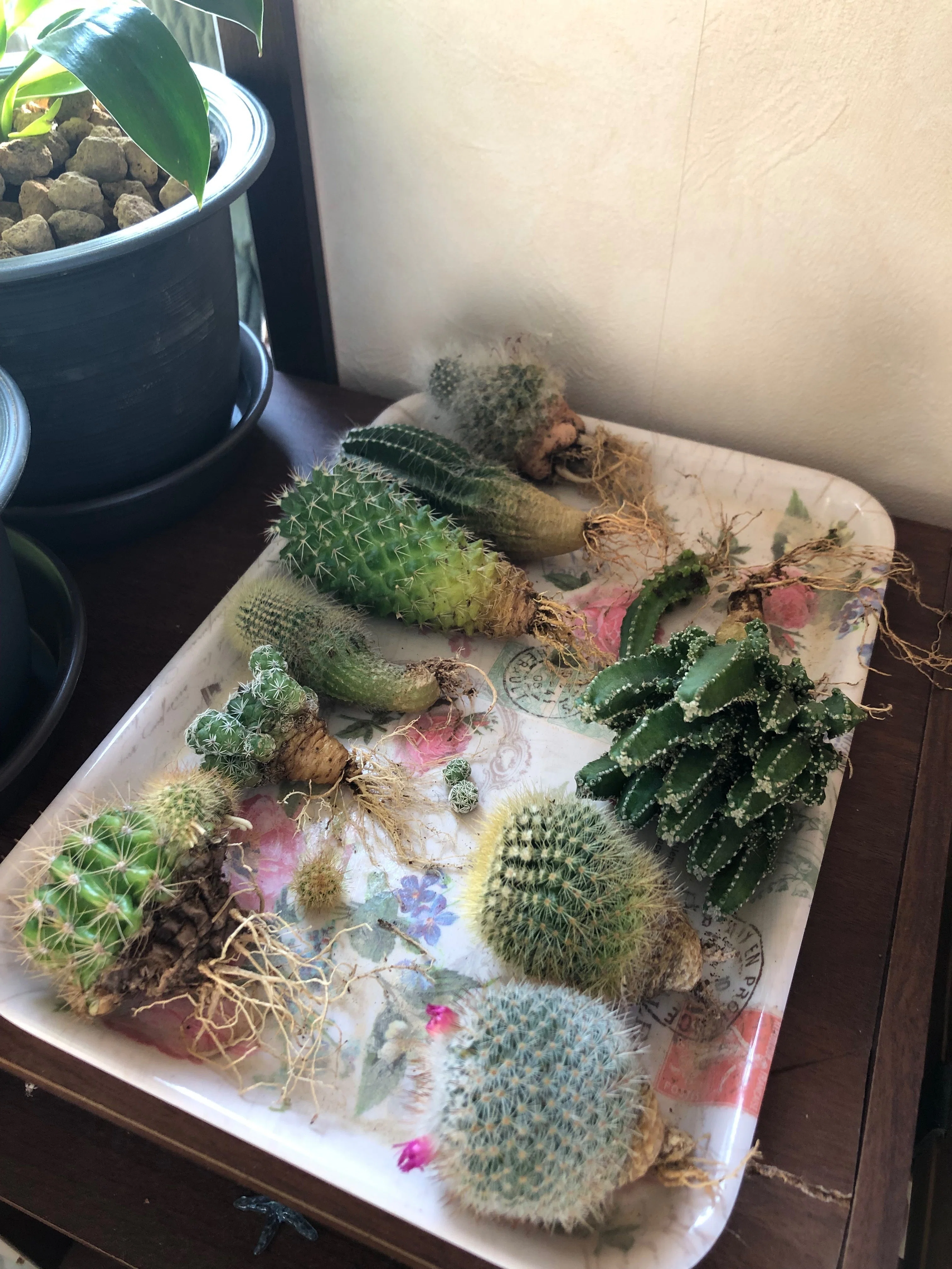 植え替えの日々(サボテン)｜森 流美