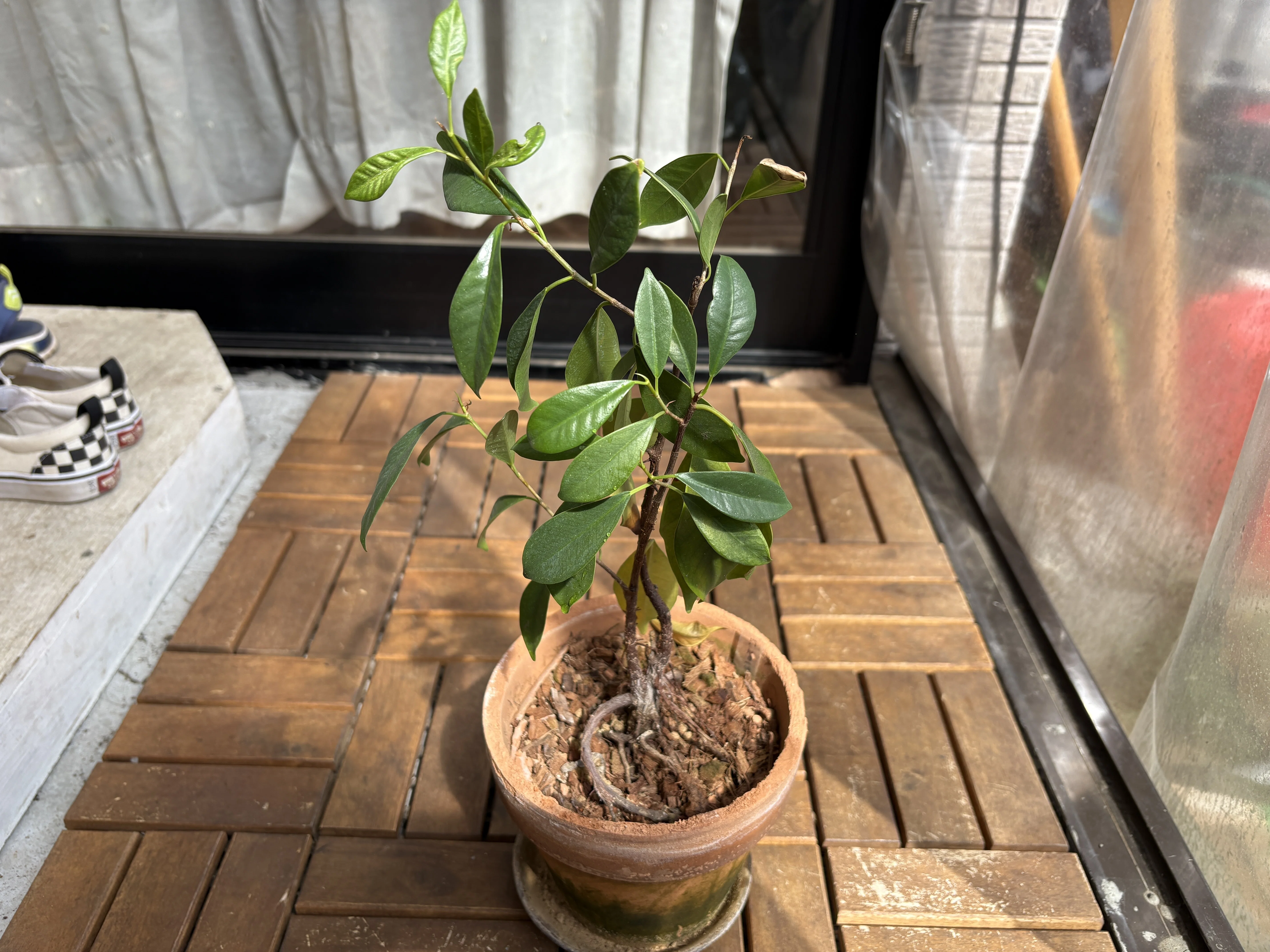職場の植物-ガジュマル-(2025.3.24)｜NAKADA Shugo