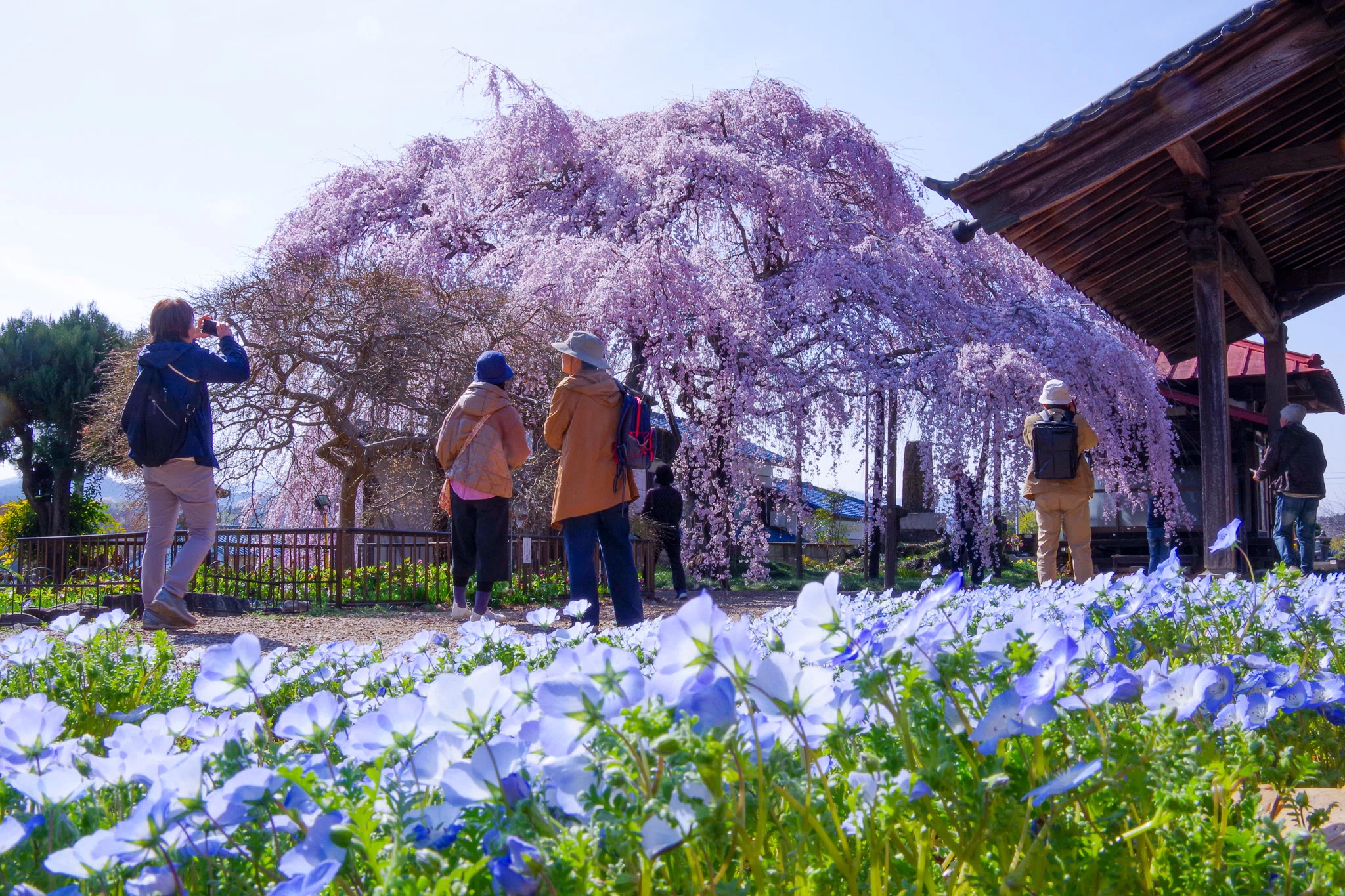 I want you to come and see it now. The face of spring in Ogawa