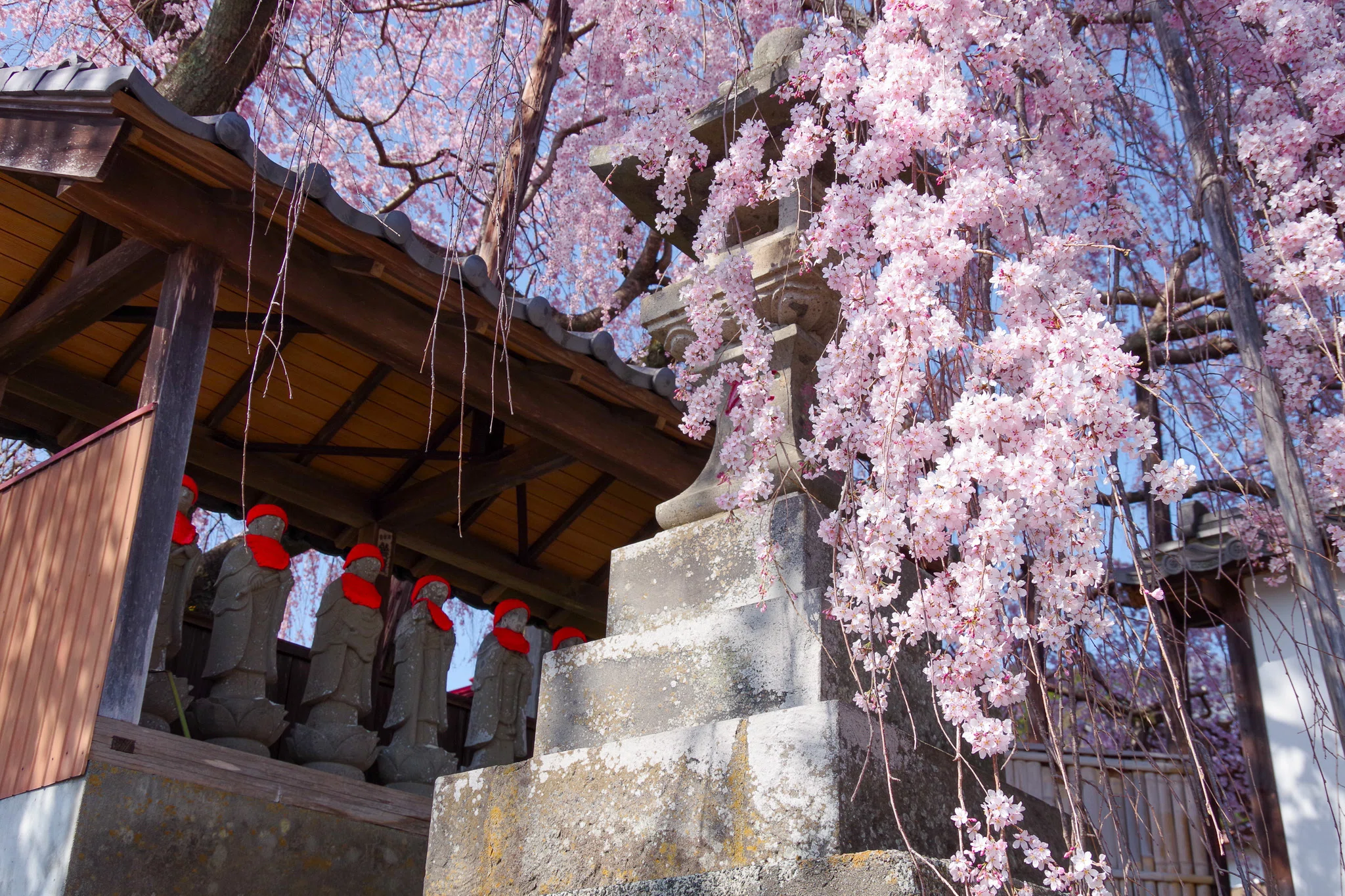 I want you to come and see it now. The face of spring in Ogawa