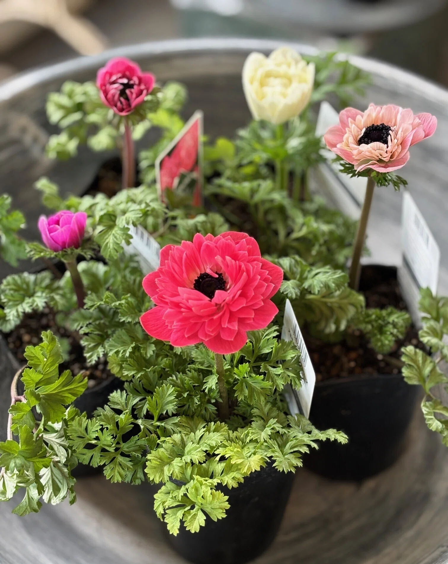 Anemone Levante is too cute｜sola og planta 作業日誌