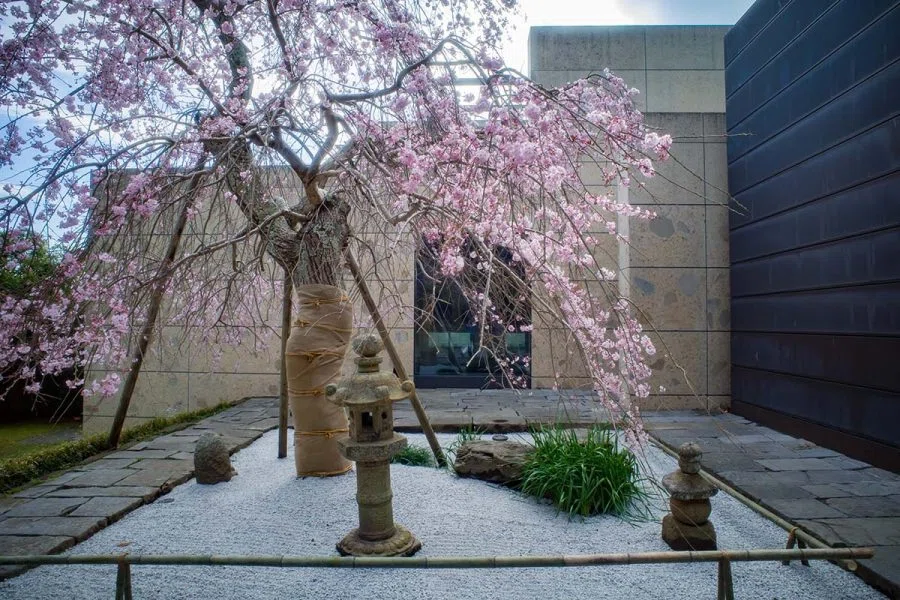 枝垂れ桜の特別公開と手彩色写真 | GR IIIx HDF , GR III HDF + GW4