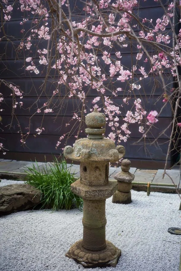 枝垂れ桜の特別公開と手彩色写真 | GR IIIx HDF , GR III HDF + GW4