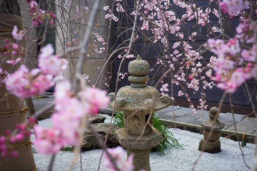 枝垂れ桜の特別公開と手彩色写真 | GR IIIx HDF , GR III HDF + GW4