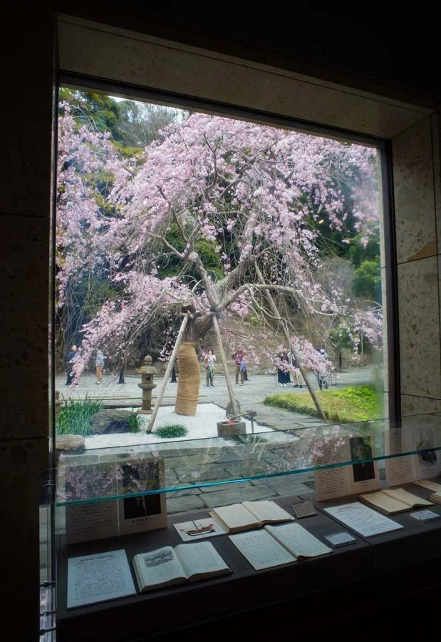 枝垂れ桜の特別公開と手彩色写真 | GR IIIx HDF , GR III HDF + GW4