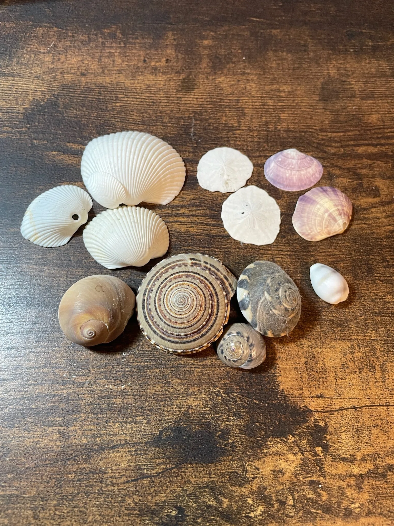波待ちダイアリー 貝殻の朝〜A Morning of Shells〜｜Ryuei